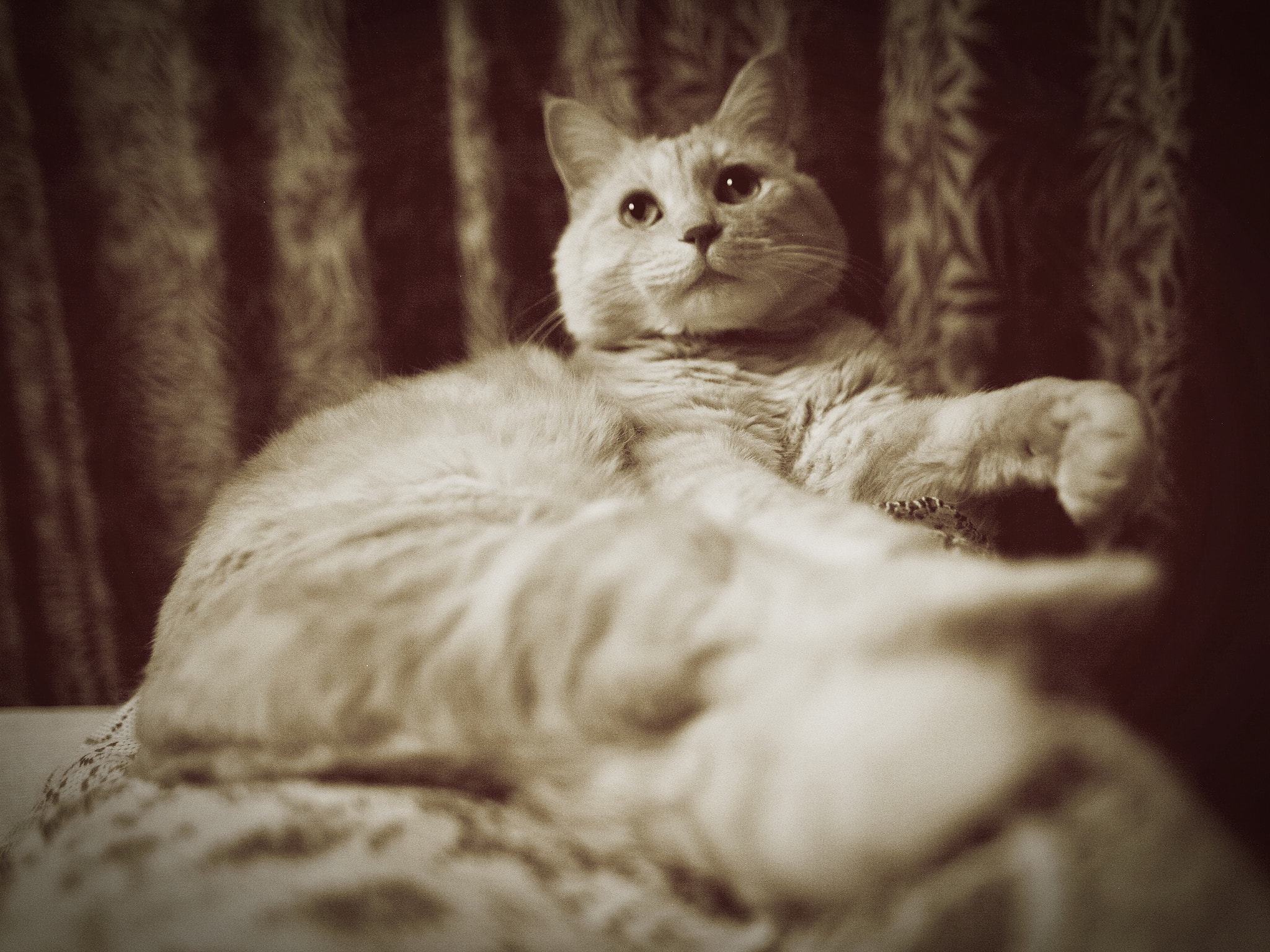 Canon EOS 5D sample photo. Sepia photography