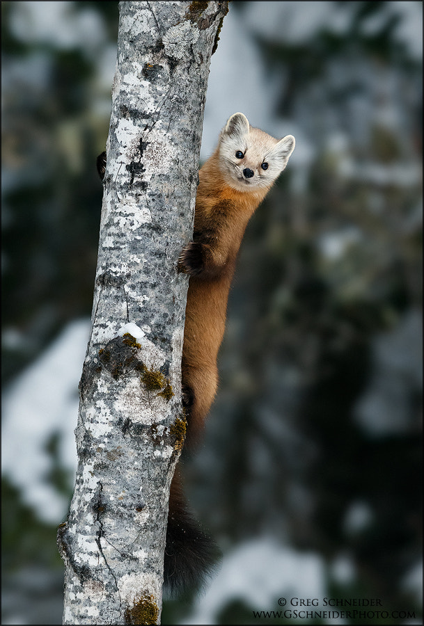 Canon EF 600mm F4L IS II USM sample photo. American marten (pine marten) curious look photography