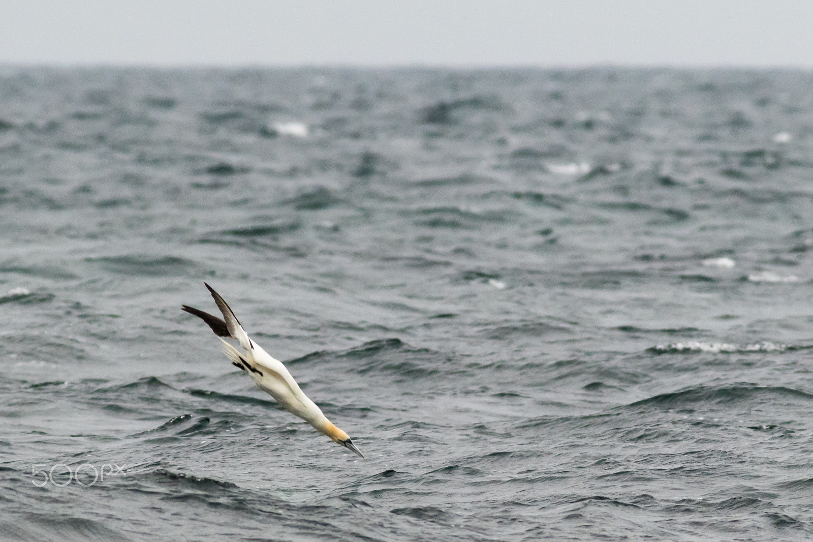 Canon EOS 80D + Canon EF 400mm F5.6L USM sample photo. Diving gannet photography