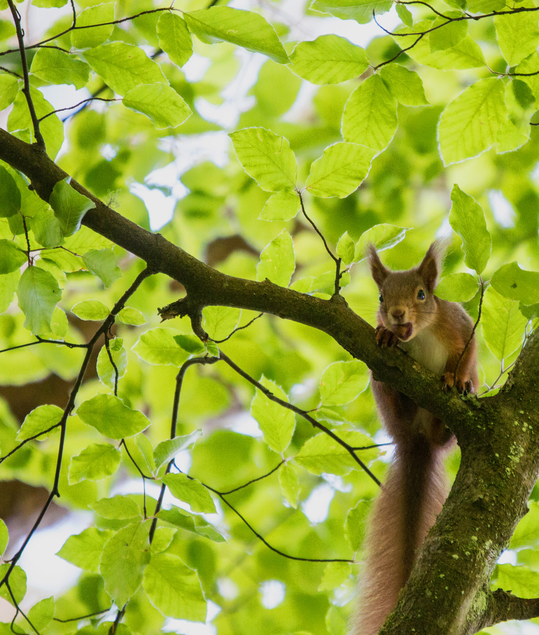 Canon EOS 70D + Sigma 70-200mm F2.8 EX DG OS HSM sample photo. Red squirrel photography