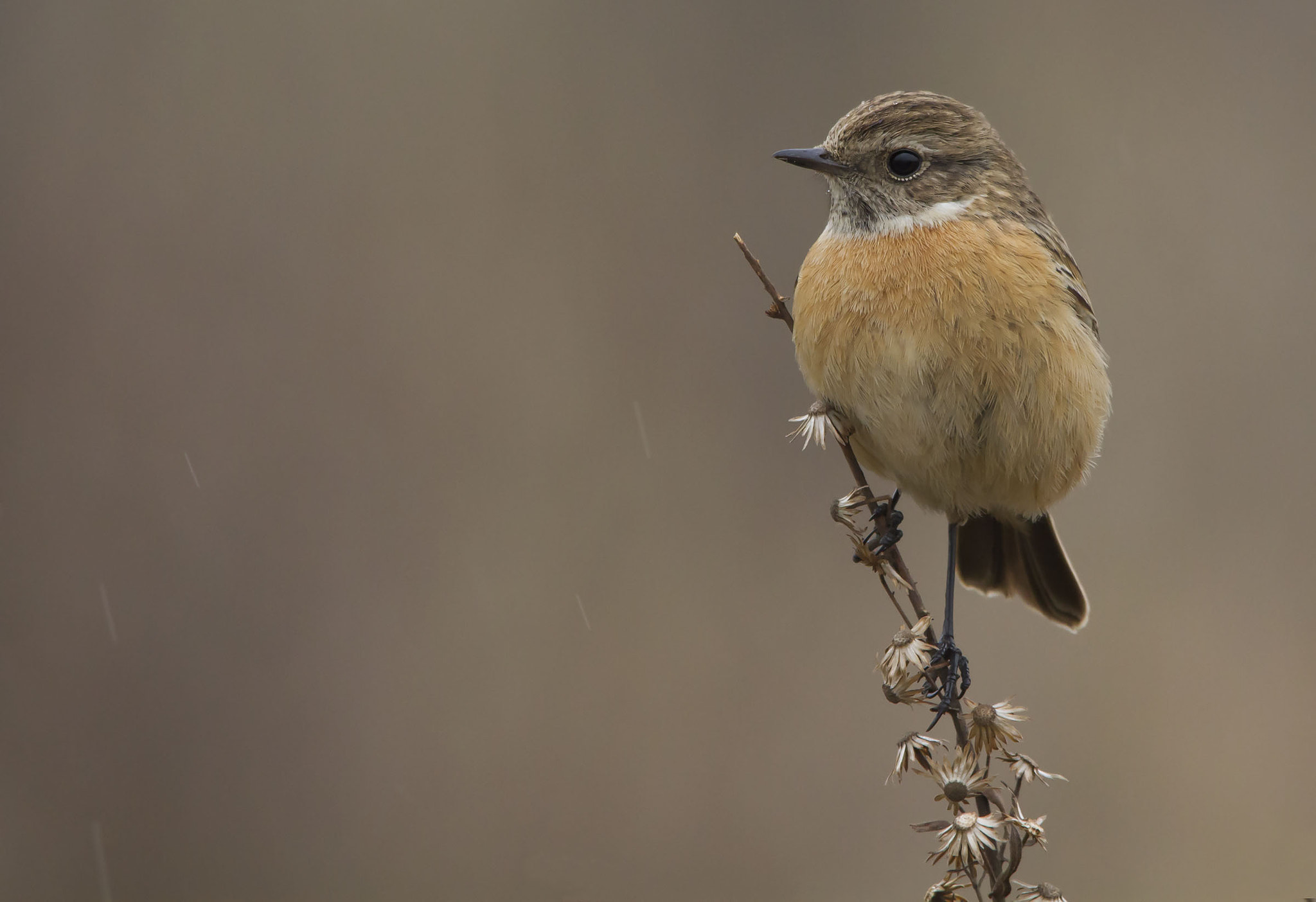 Canon EOS 7D + Sigma 150-500mm F5-6.3 DG OS HSM sample photo. Stonechat, saltimpalo  photography