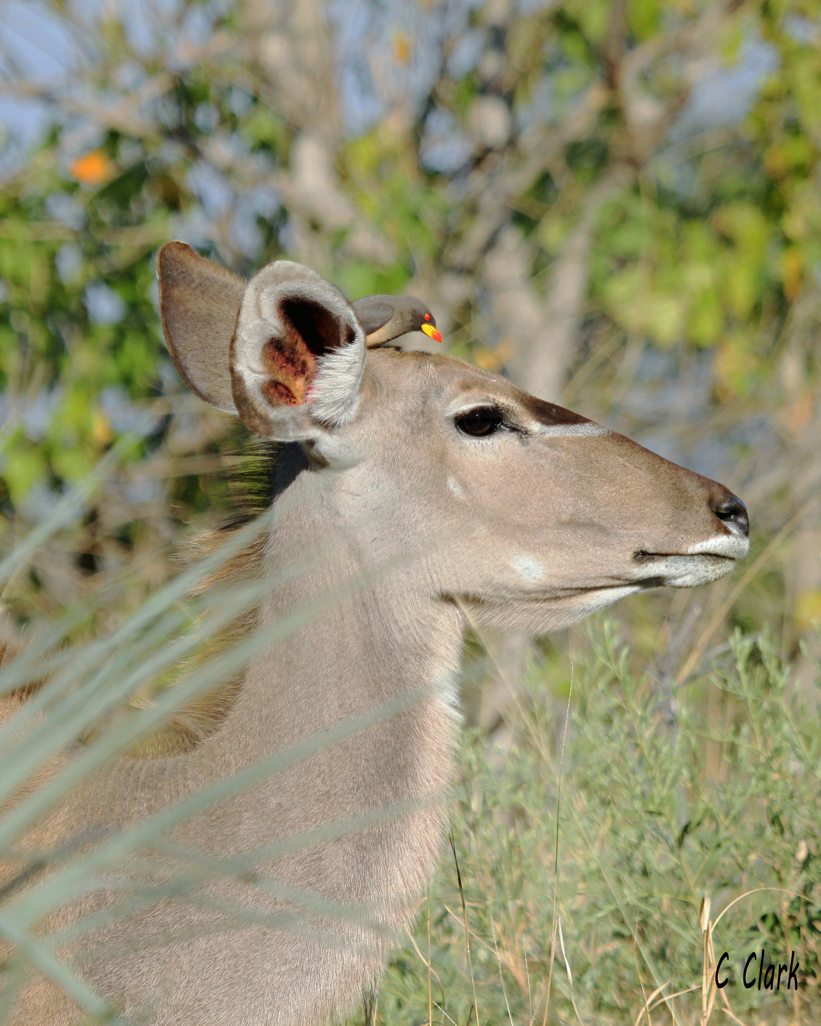 Canon EF 100-400mm F4.5-5.6L IS USM sample photo. Yellow-billed oxpecker riding female kudu photography