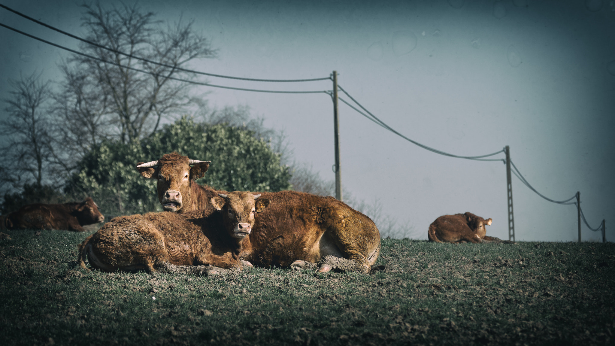 Nikon D800E sample photo. Cows in the backyard photography