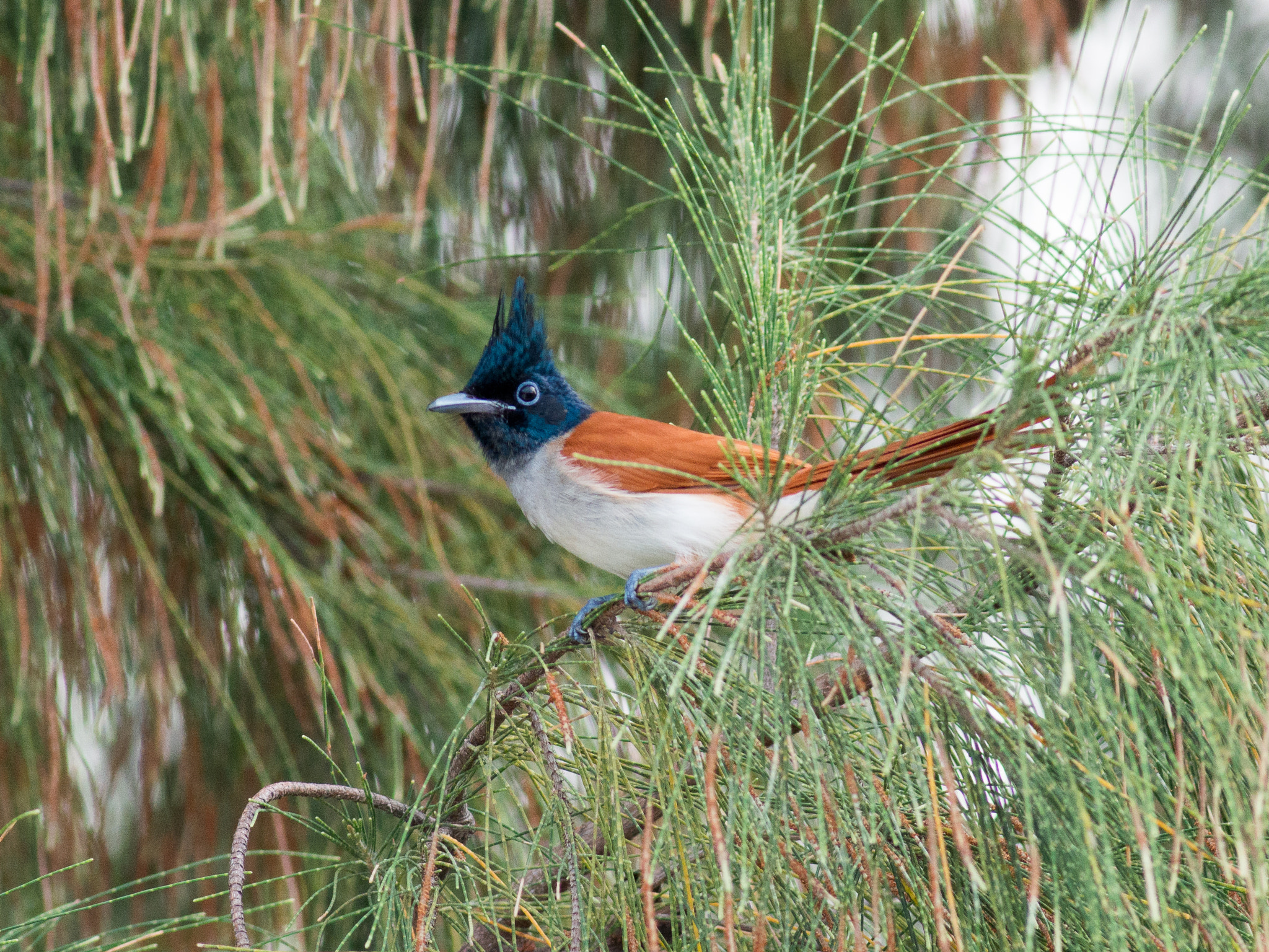 Olympus OM-D E-M1 sample photo. Indian paradise flycatcher photography