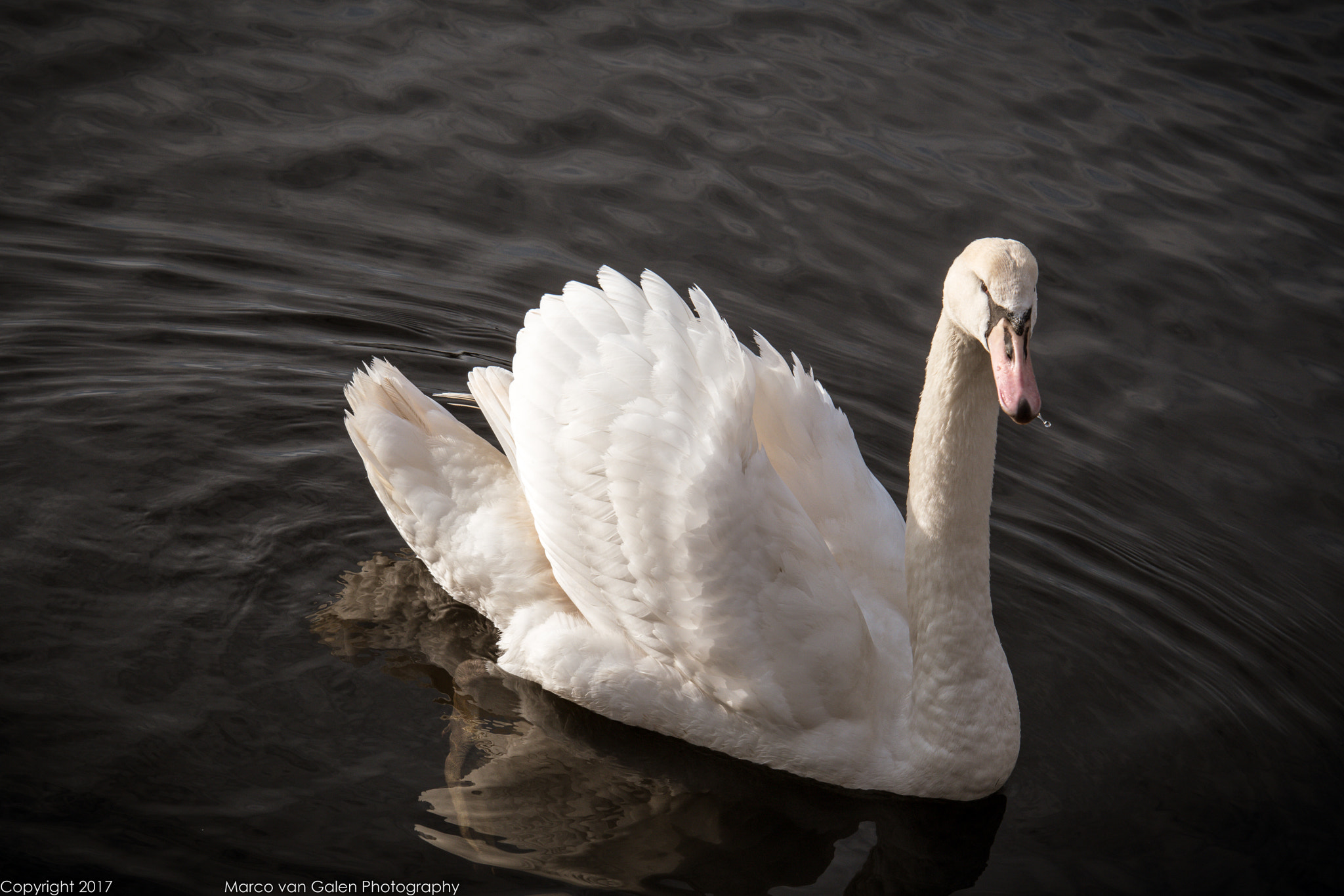 Nikon D500 sample photo. Swan photography