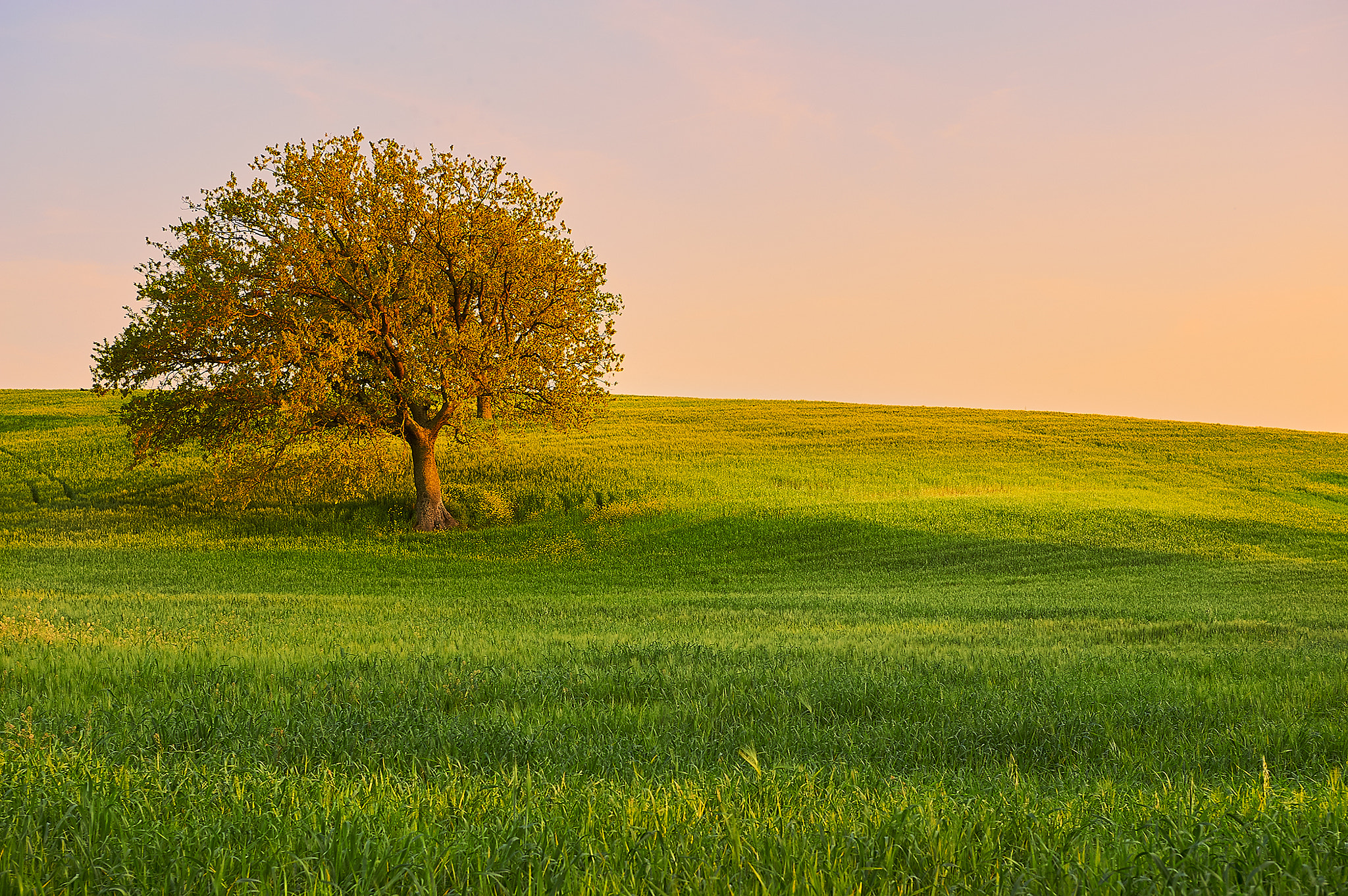 Nikon AF-S NIKKOR 28-70mm f/2.8D IF-ED sample photo. Nel grano photography
