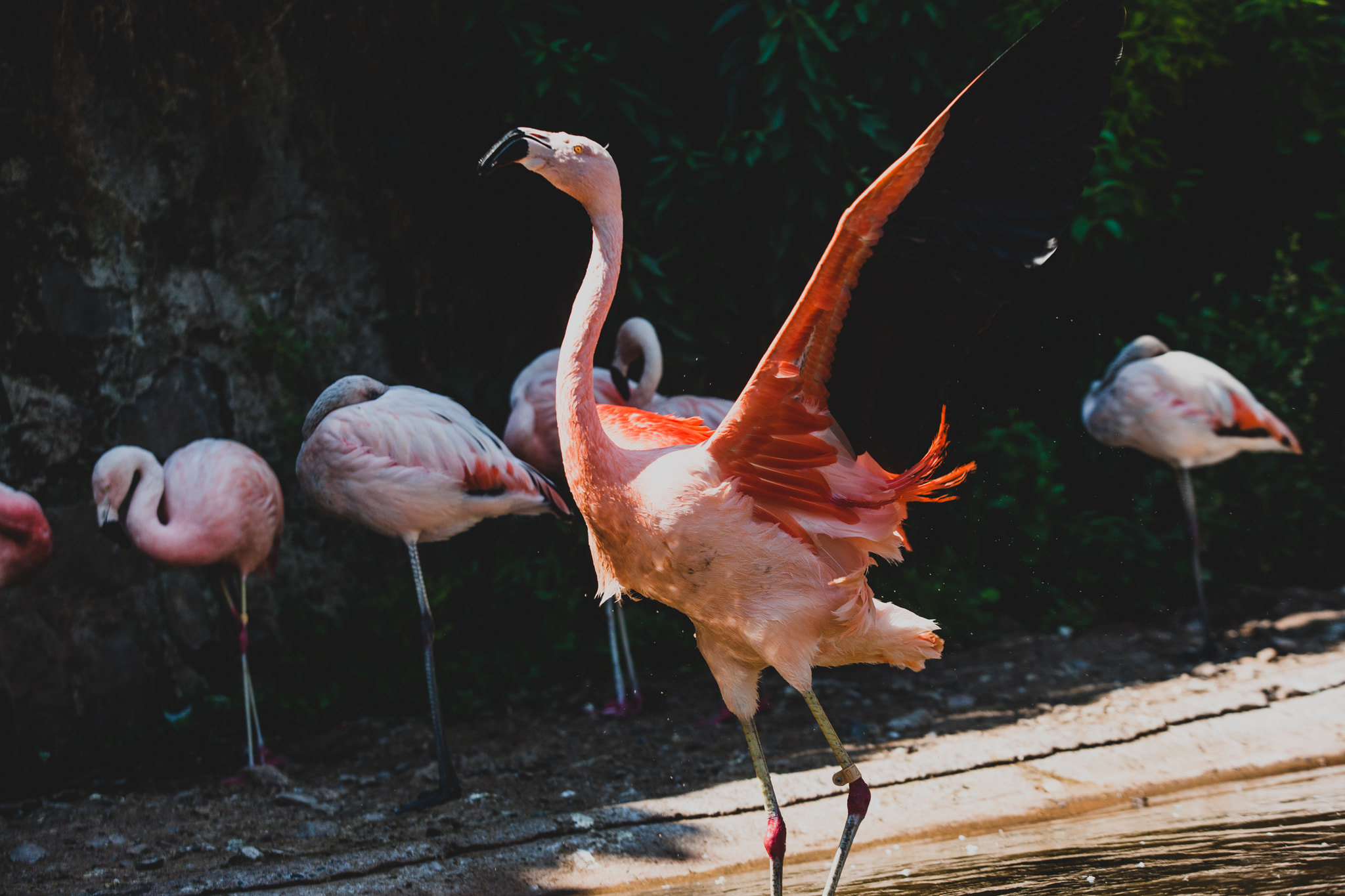 Canon EOS-1Ds Mark III sample photo. Flamingo photography