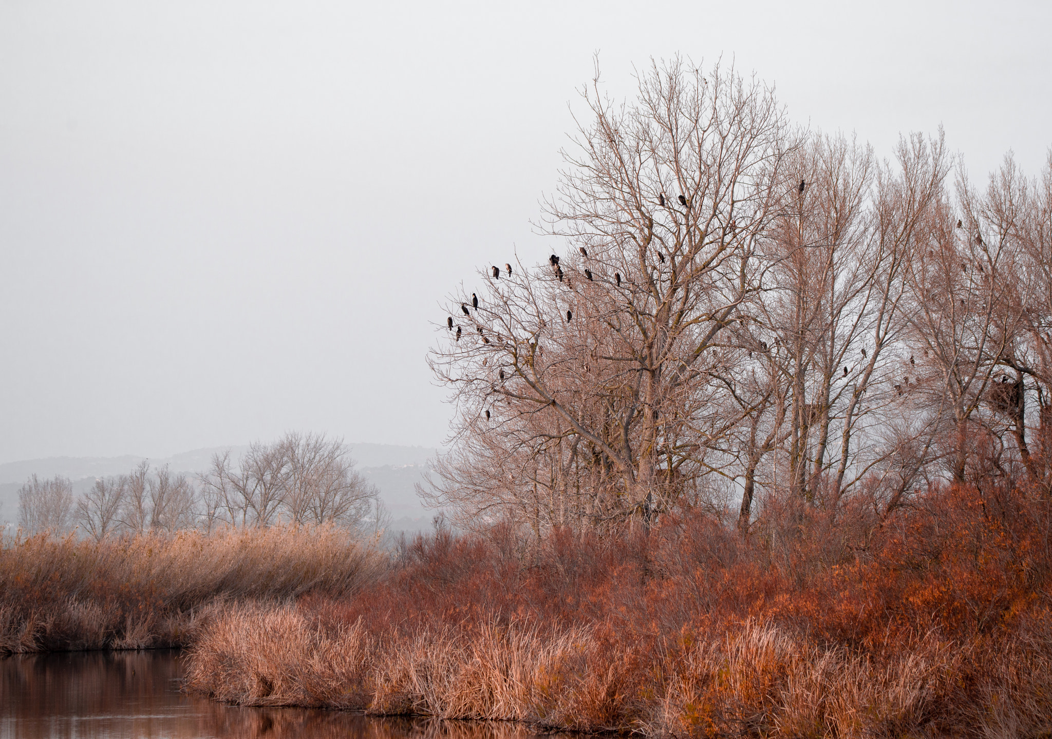 Nikon D800 sample photo. Tree photography