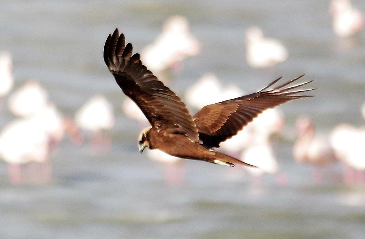 Pentax K-3 + smc PENTAX-F* 300mm F4.5 ED[IF] sample photo. Falcon in hunting #kuwait  photography