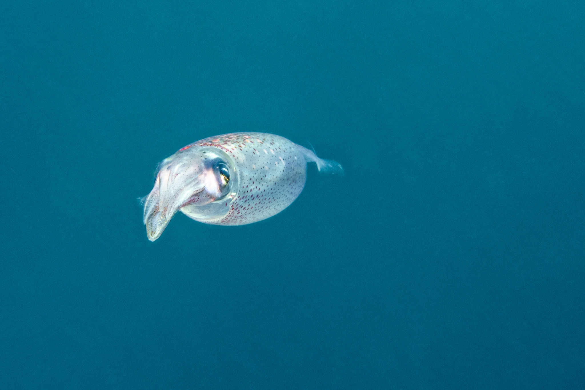 Nikon AF-S Micro-Nikkor 60mm F2.8G ED sample photo. Caribbean reef squid photography