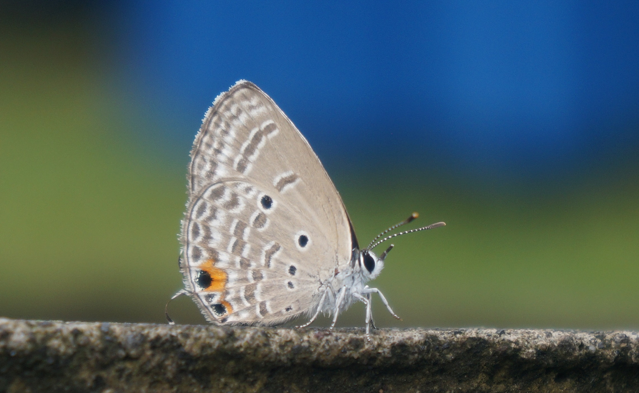 Sony Alpha a3000 + Sony E 18-55mm F3.5-5.6 OSS sample photo. A butterfly photography