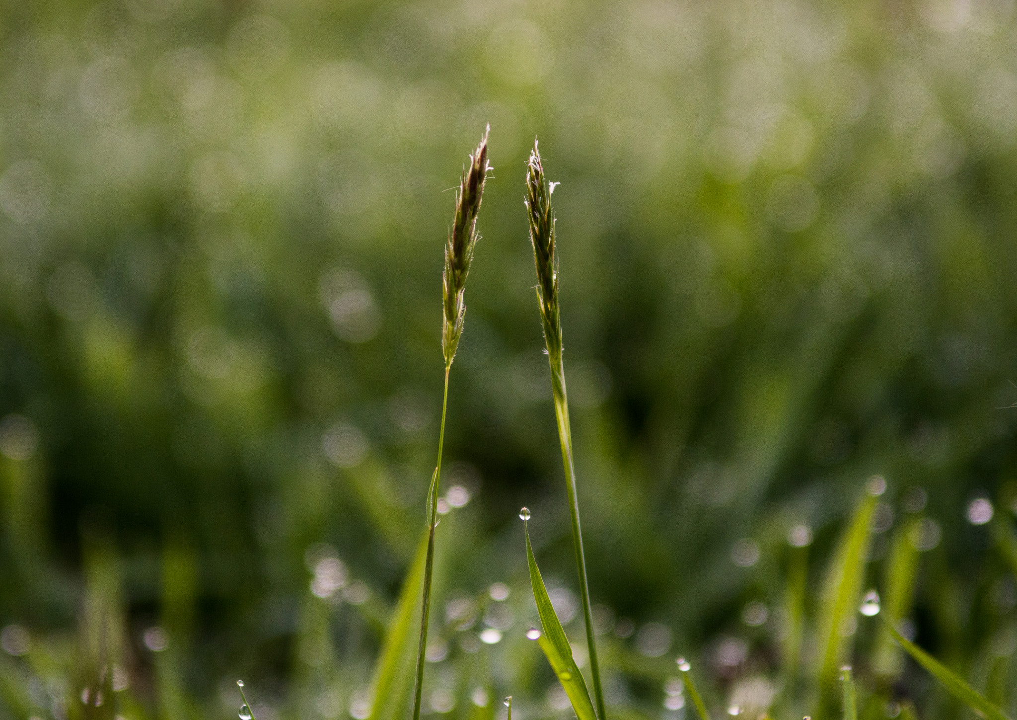 Nikon D3200 sample photo. Two reeds photography
