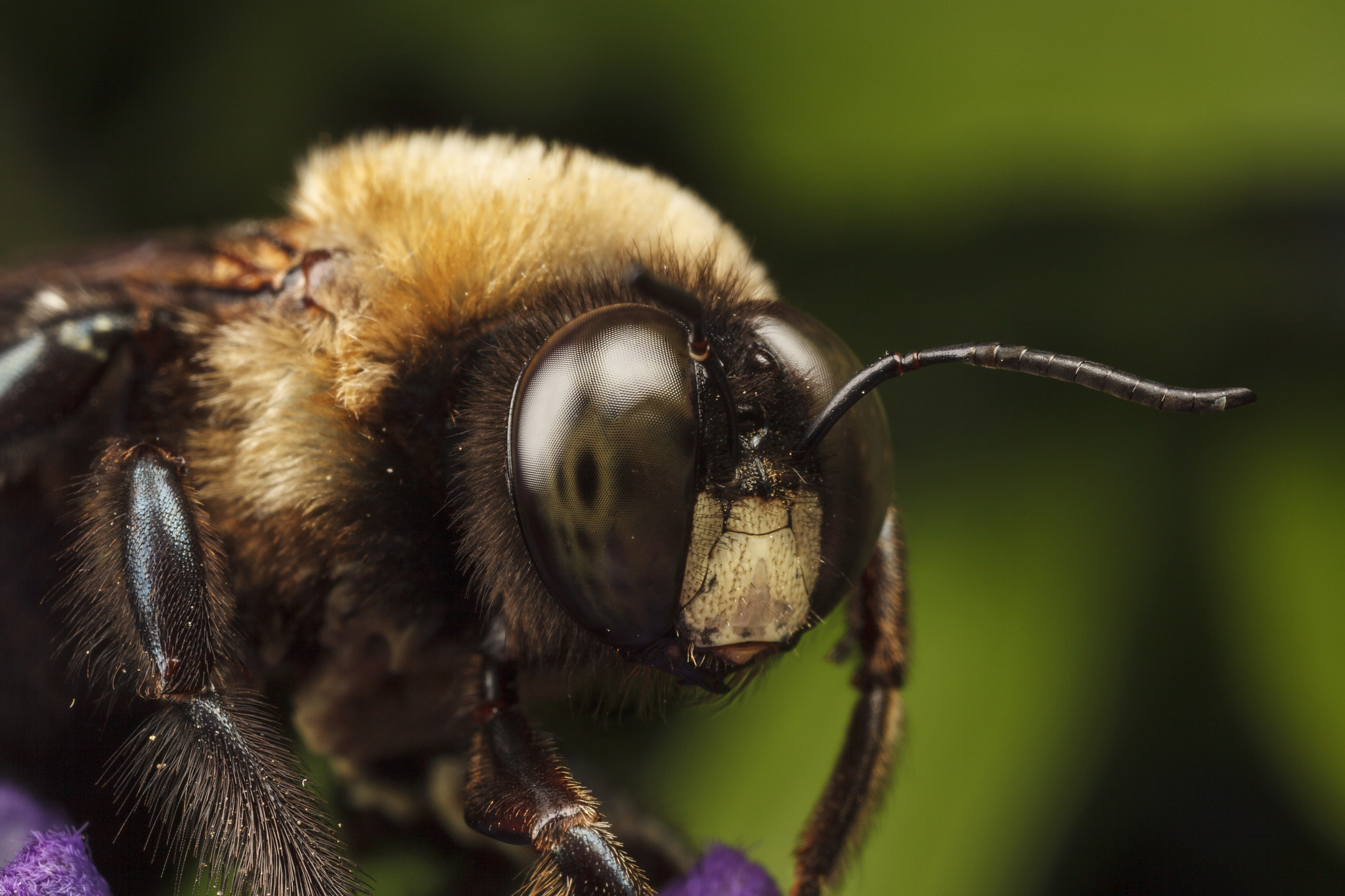 Canon MP-E 65mm F2.5 1-5x Macro Photo sample photo. Carpenter bee fall 2016 photography
