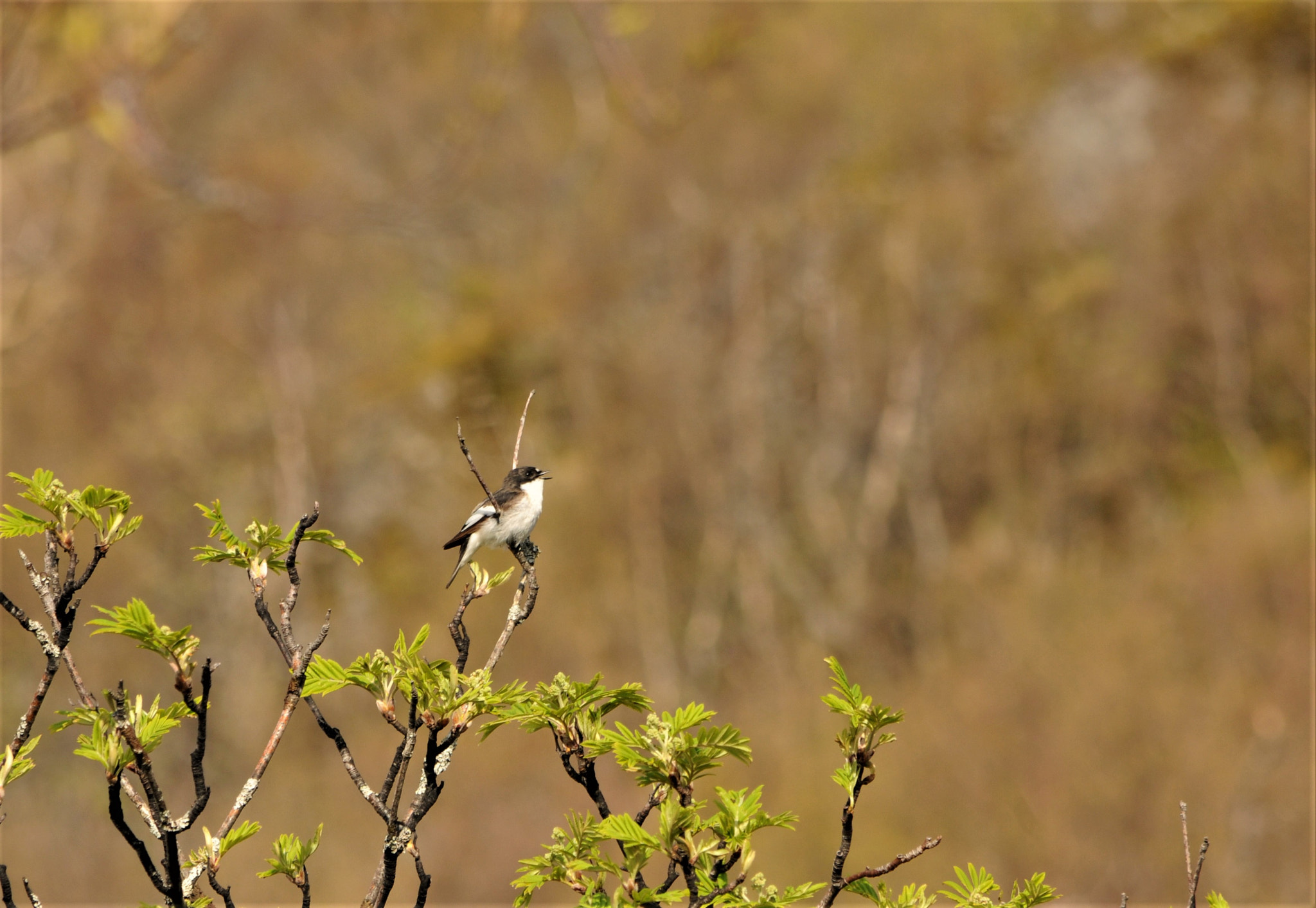 Nikon D300S sample photo. European pied flycatcher photography