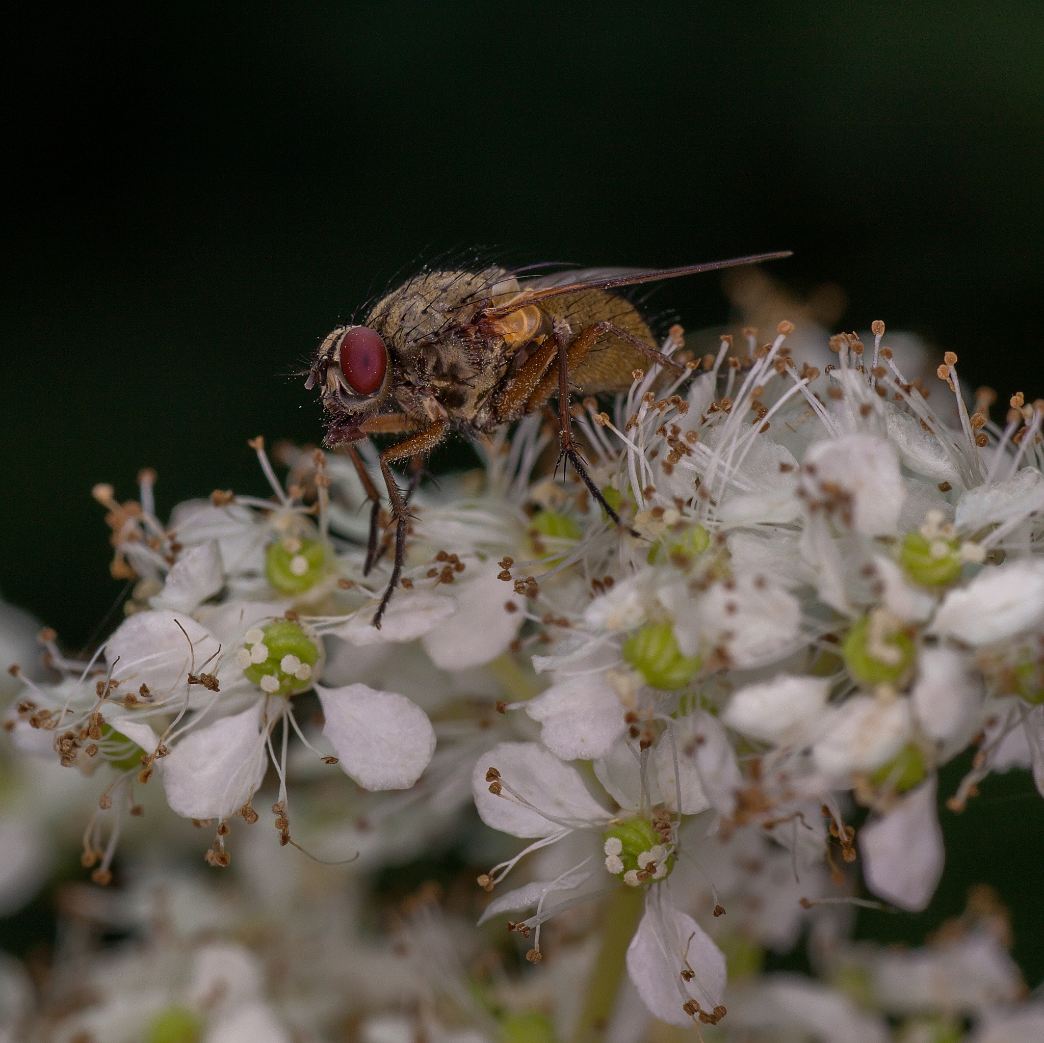 Canon EOS 5D Mark II + Tamron SP AF 90mm F2.8 Di Macro sample photo. Fly photography