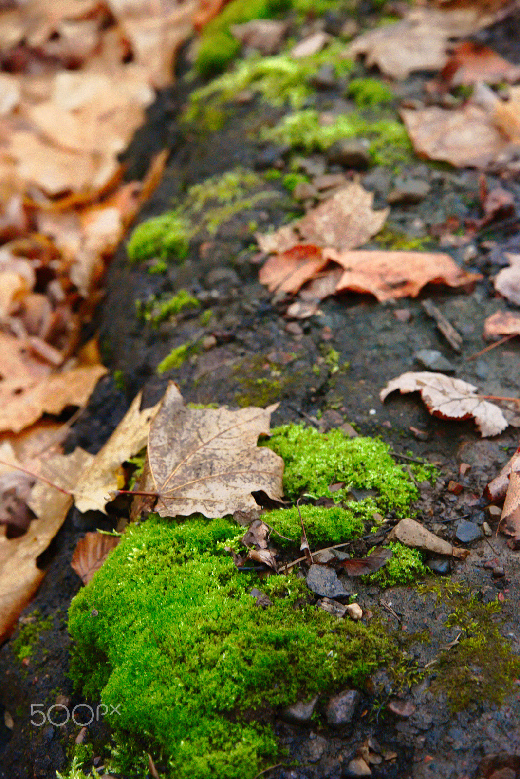 Nikon D810 sample photo. Leaves and grass photography