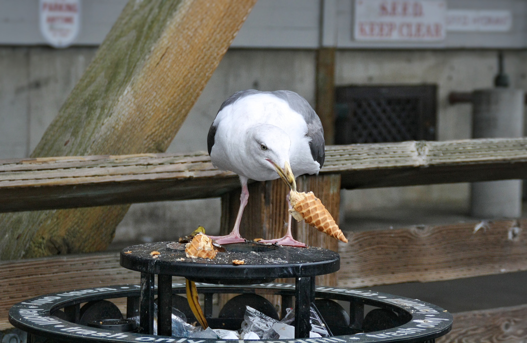 Canon EOS 1000D (EOS Digital Rebel XS / EOS Kiss F) sample photo. Seagull eating icecream photography