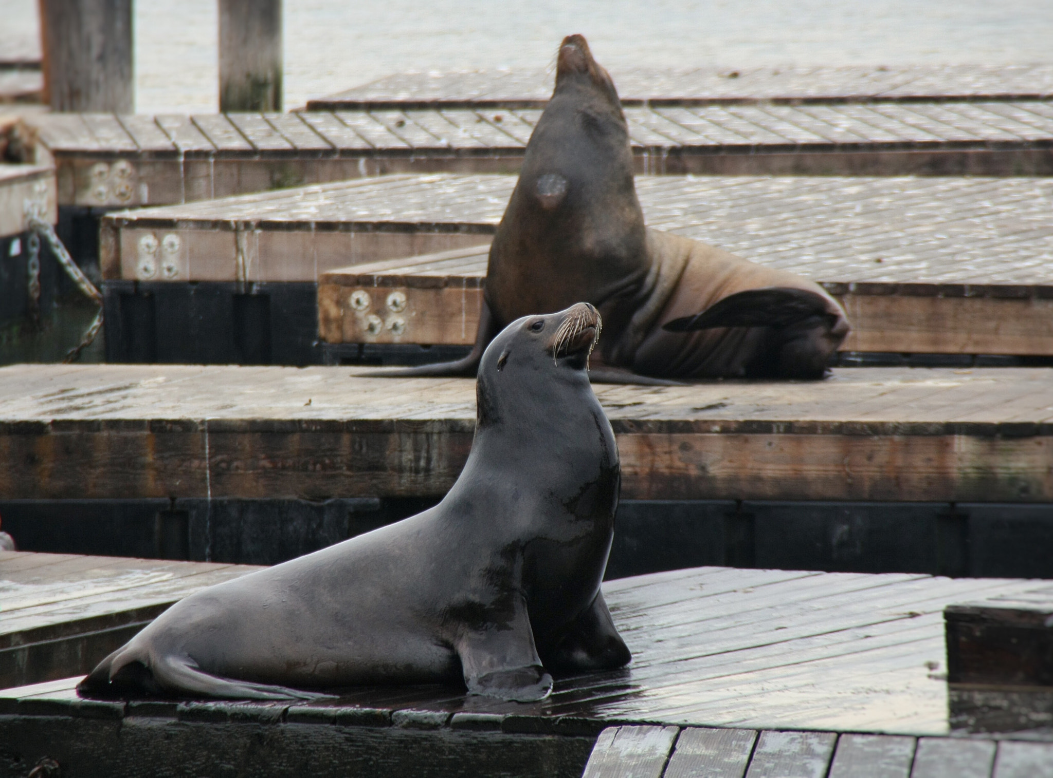 Canon EOS 1000D (EOS Digital Rebel XS / EOS Kiss F) + Tamron AF 18-200mm F3.5-6.3 XR Di II LD Aspherical (IF) Macro sample photo. Sealions at pier39 photography