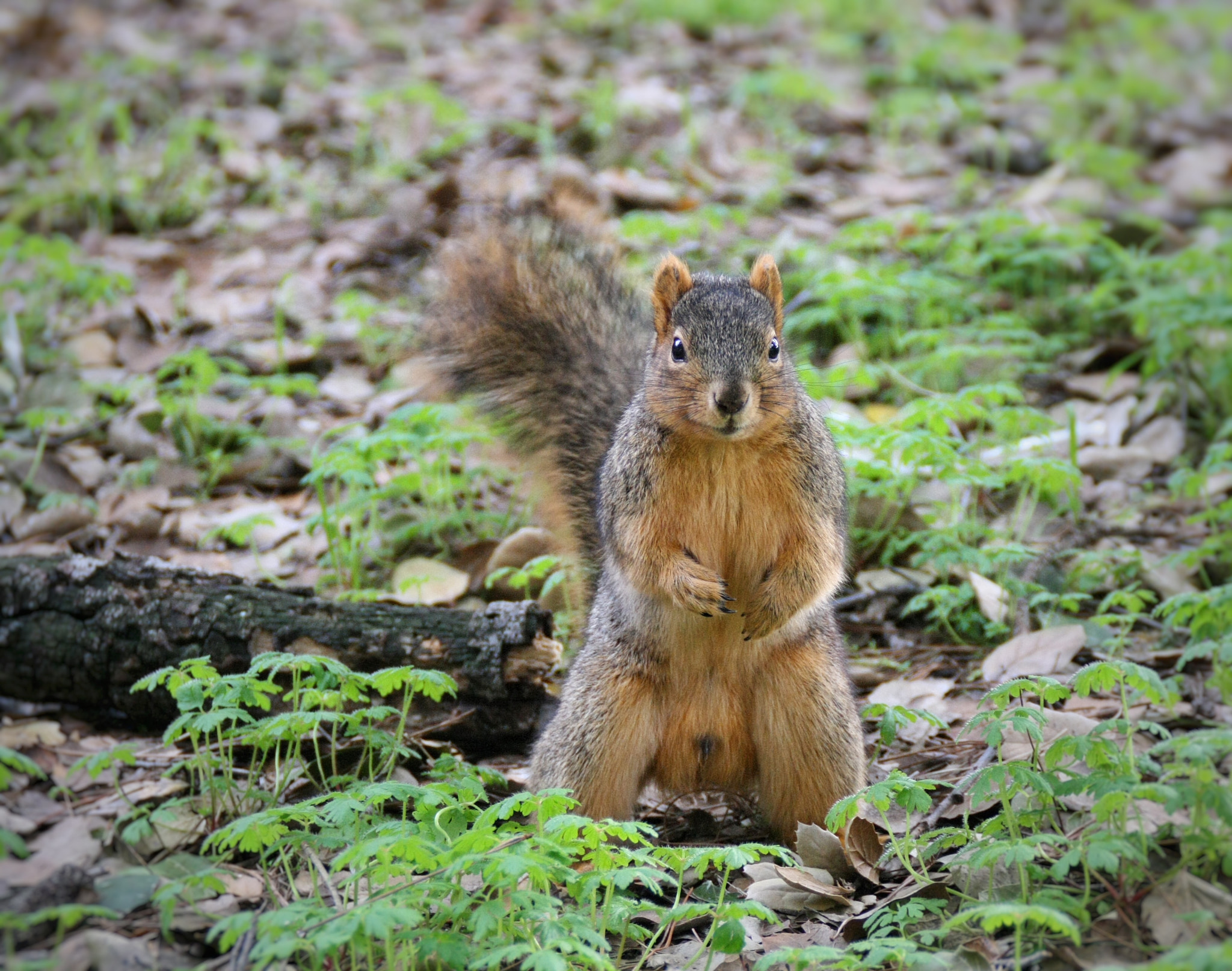 Canon EOS 1000D (EOS Digital Rebel XS / EOS Kiss F) sample photo. Squirrel at uc berkeley photography