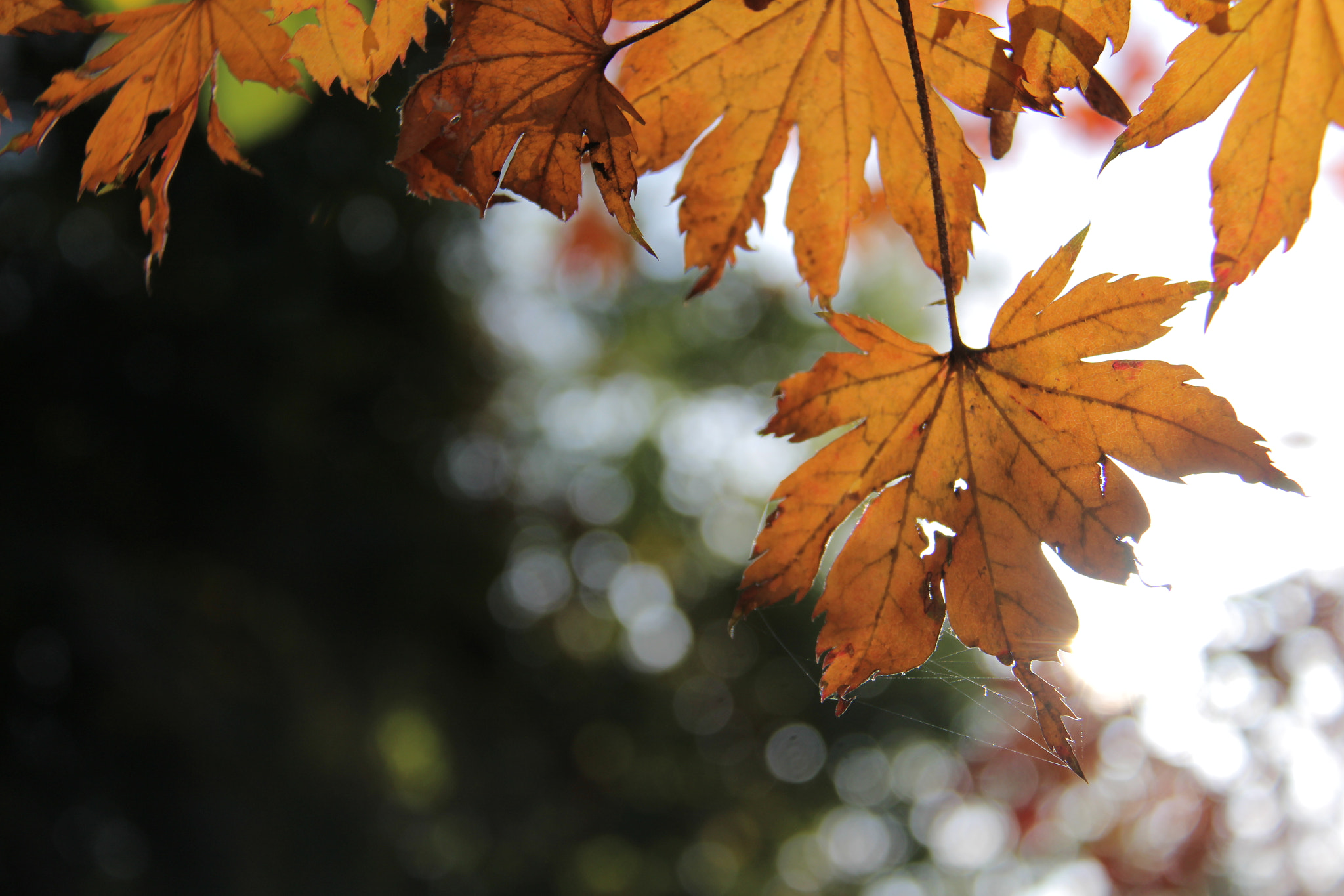 Canon EF-S 18-200mm F3.5-5.6 IS sample photo. 창경궁  ``예쁜 단풍^^ photography