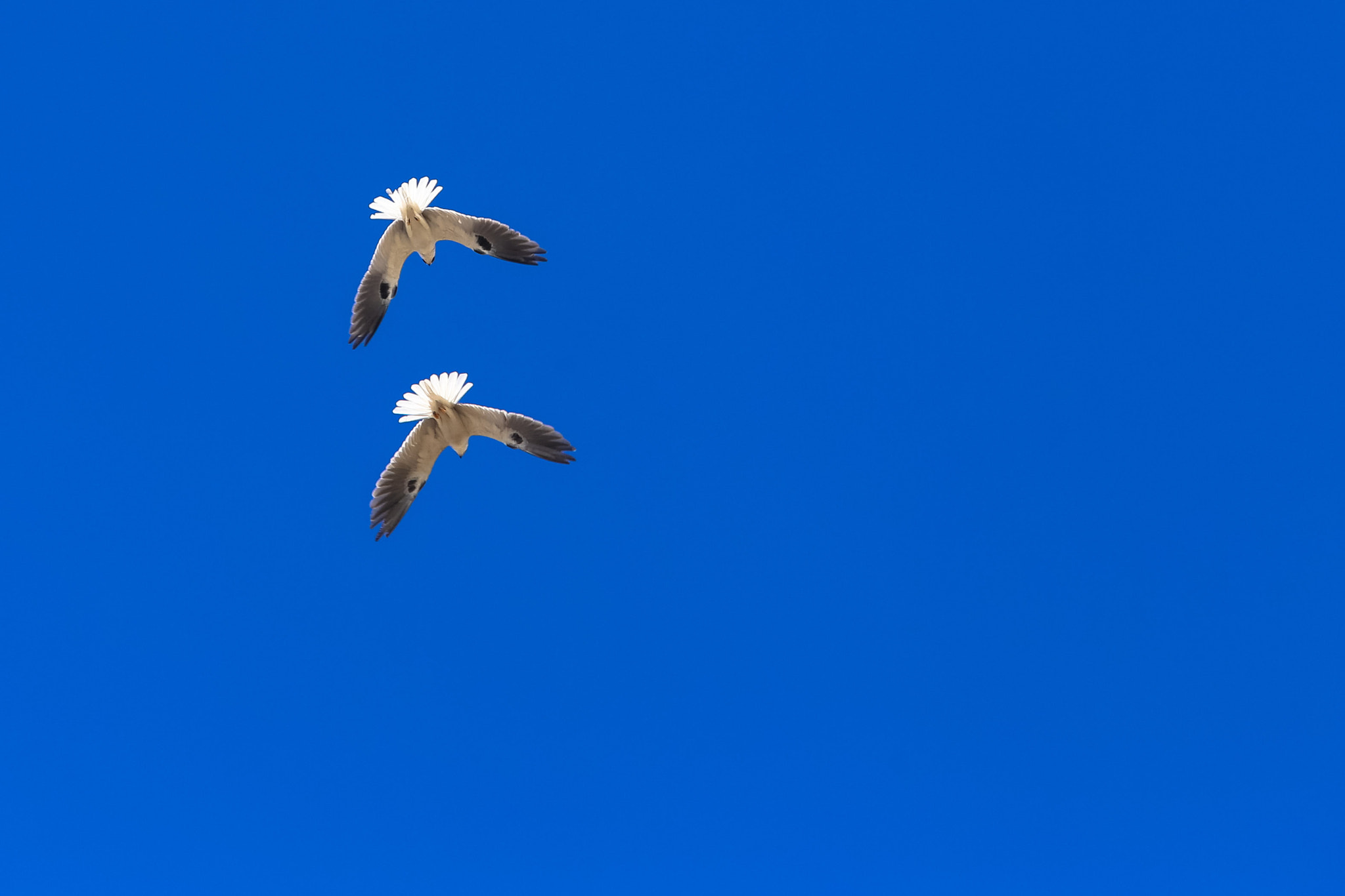Canon EF 70-200mm F2.8L USM sample photo. Pareja de halcones photography