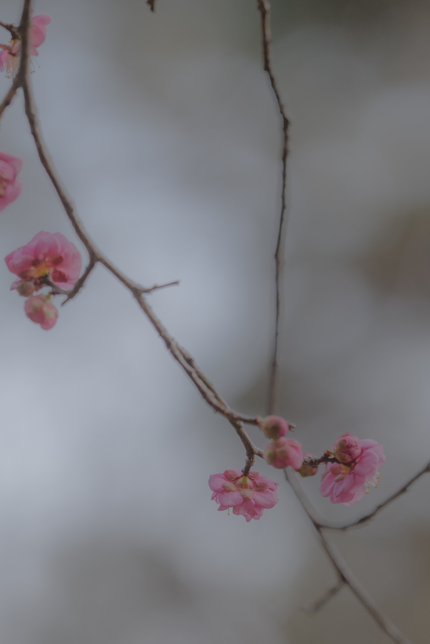 Sigma 150mm F2.8 EX DG OS Macro HSM sample photo. Plum blossom photography