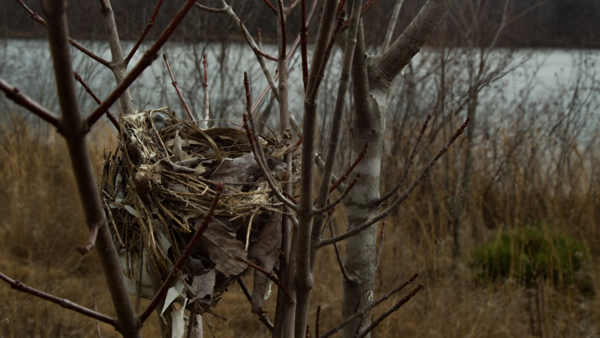 Tamron 18-270mm F3.5-6.3 Di II PZD sample photo. Lake zwerner photography