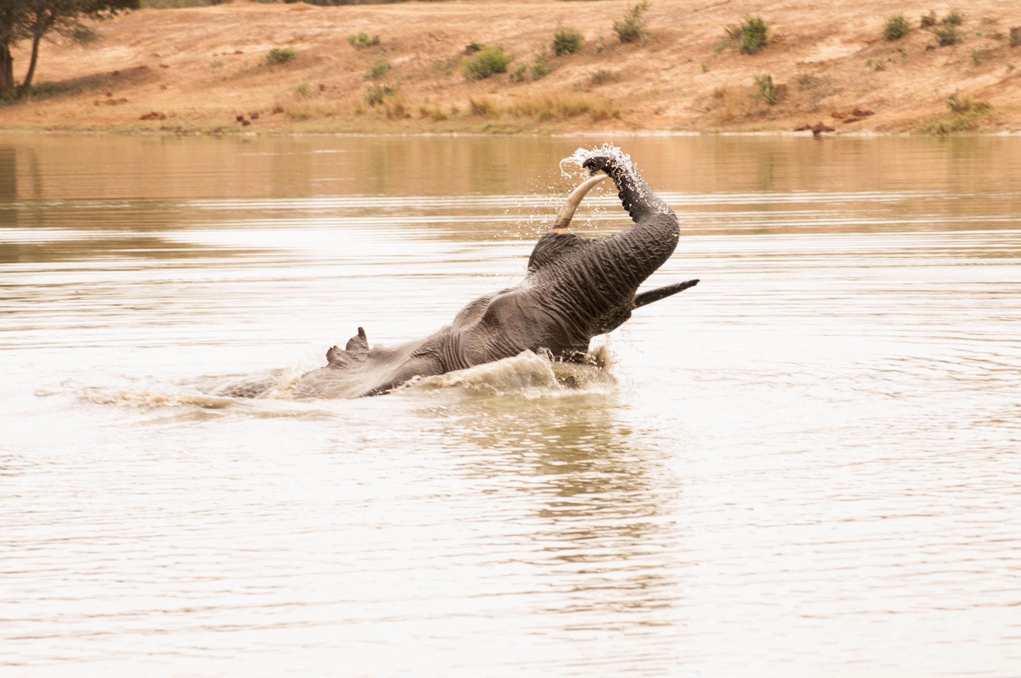 Nikon D300 sample photo. Frolicking photography