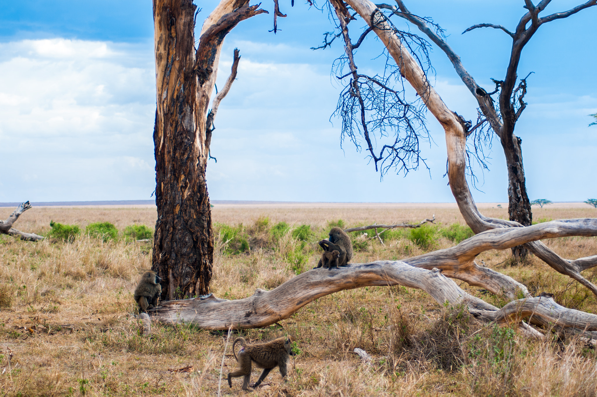 Nikon D300 sample photo. Serengeti days photography