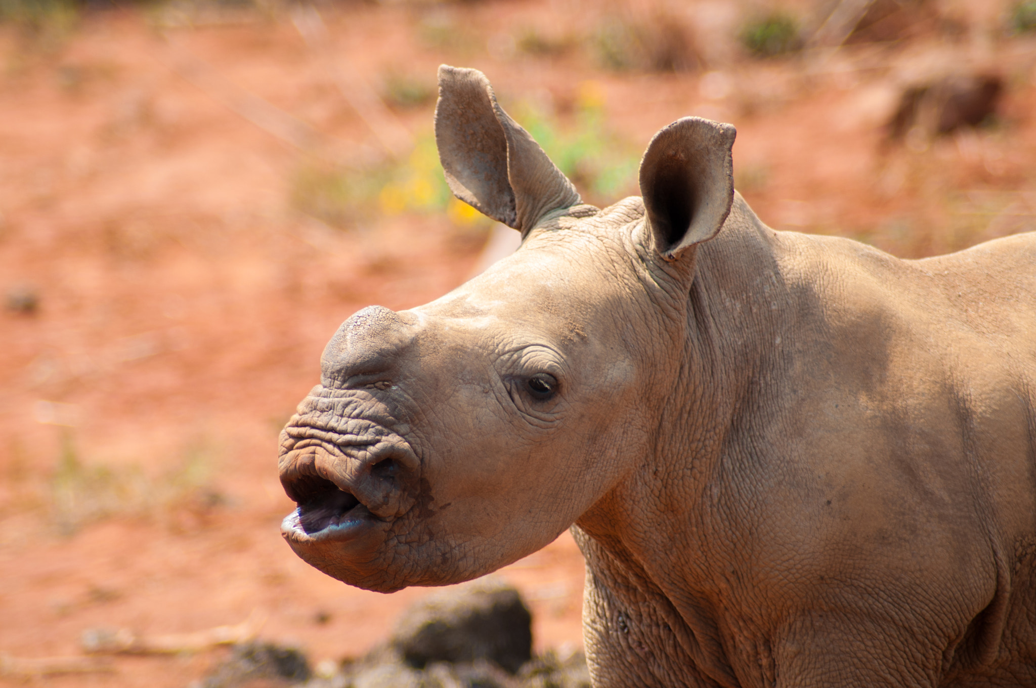 Nikon D300 sample photo. Rhino kisses photography