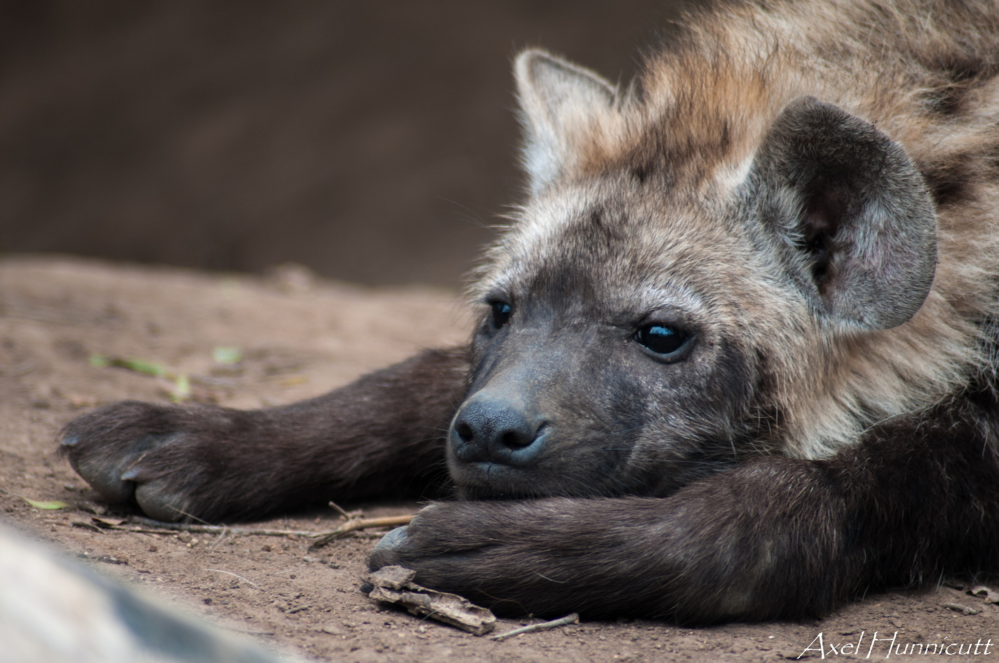 Nikon D300 sample photo. Lazy hyena afternoon photography