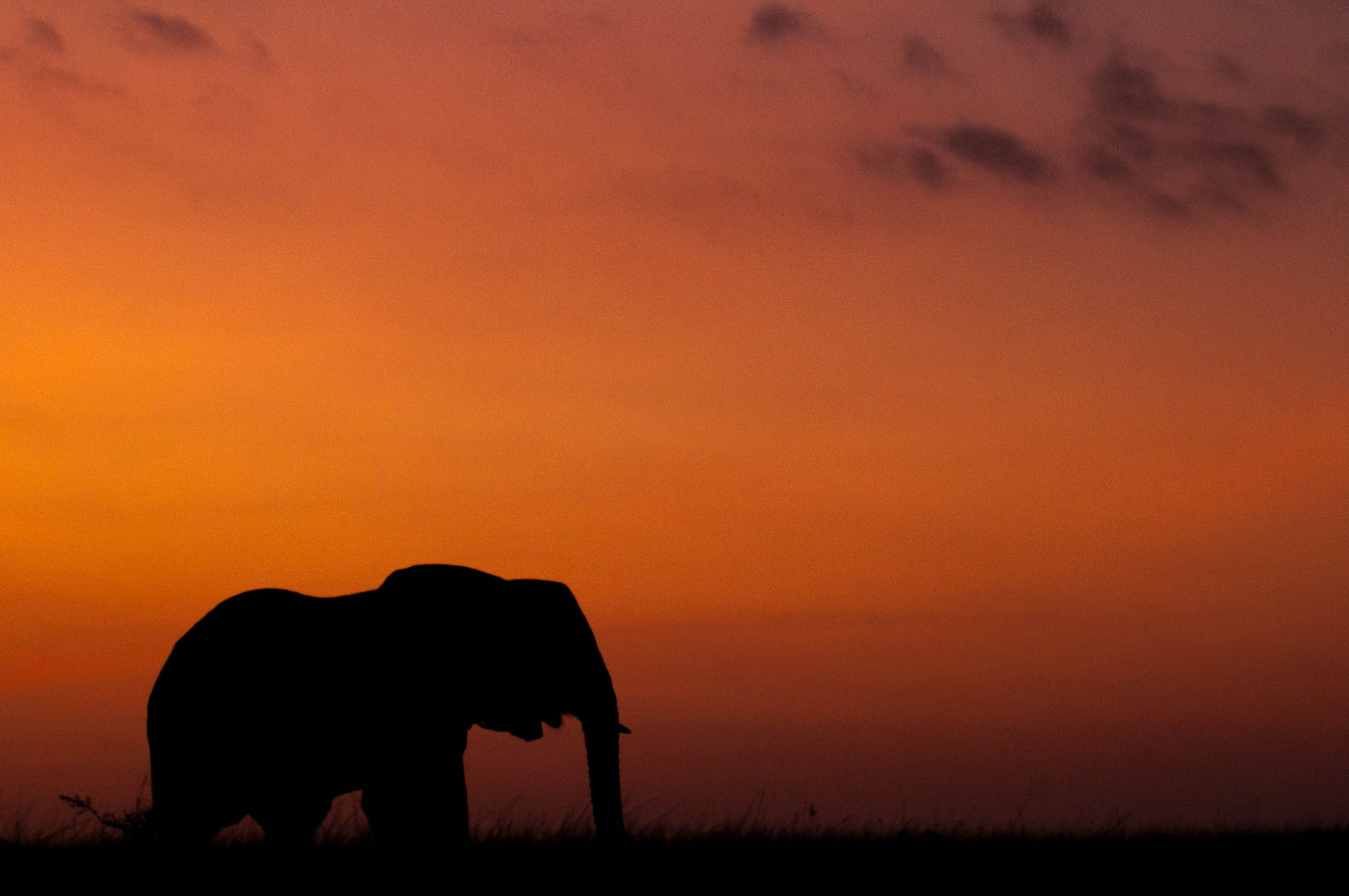 Nikon D300 sample photo. Giants evening photography