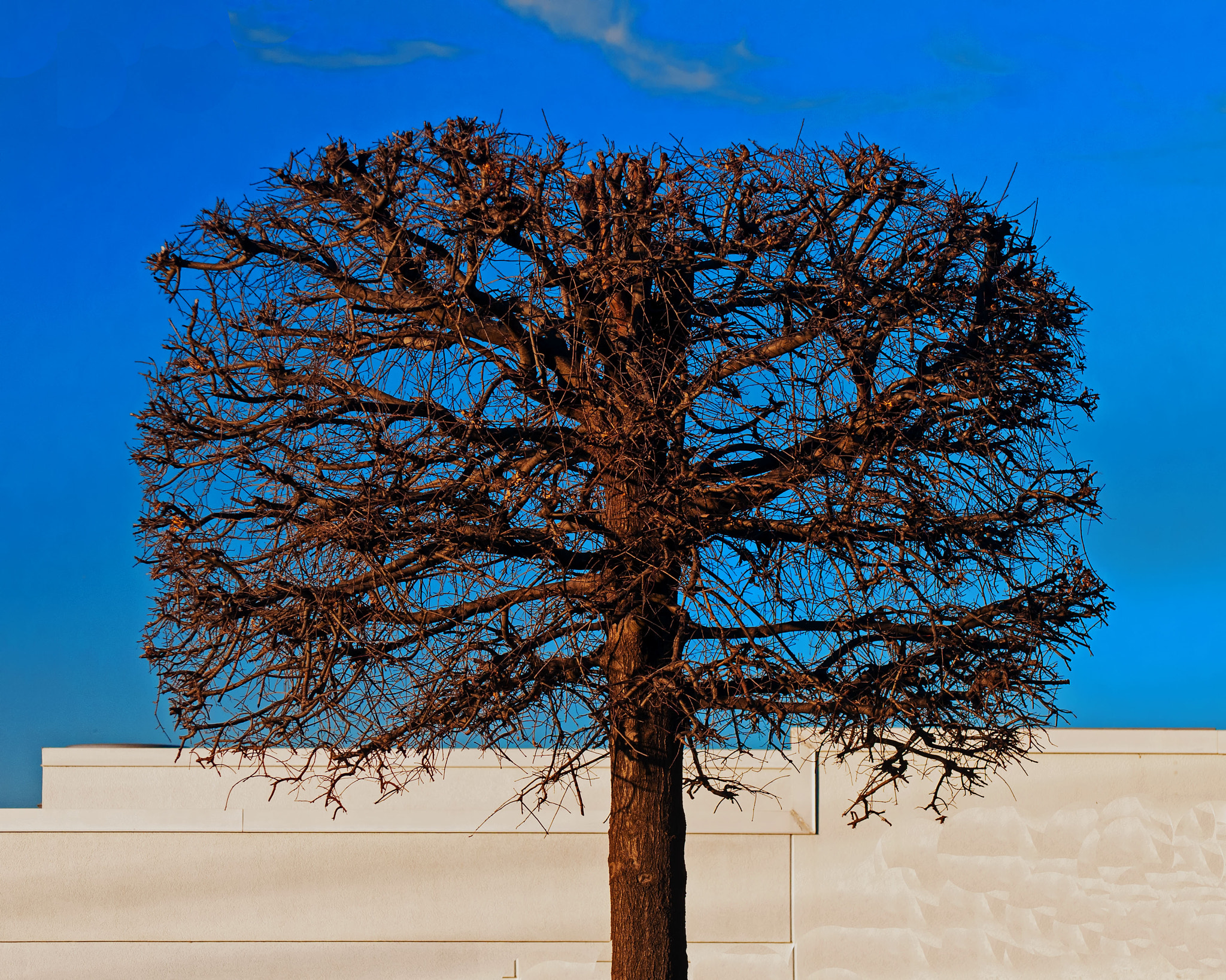 Nikon D300 sample photo. Tree photography