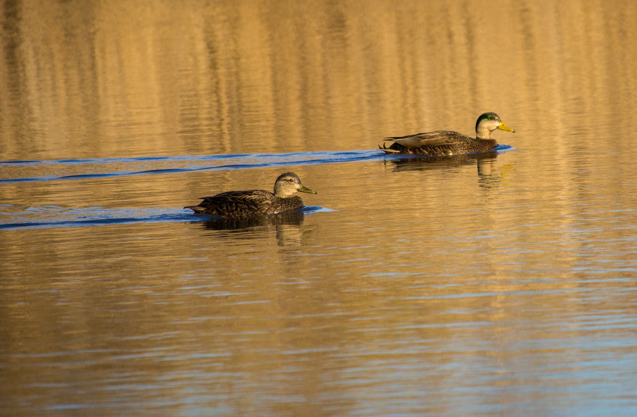 Canon EF-S 55-250mm F4-5.6 IS STM sample photo. A pair of mallards in liberty state park photography