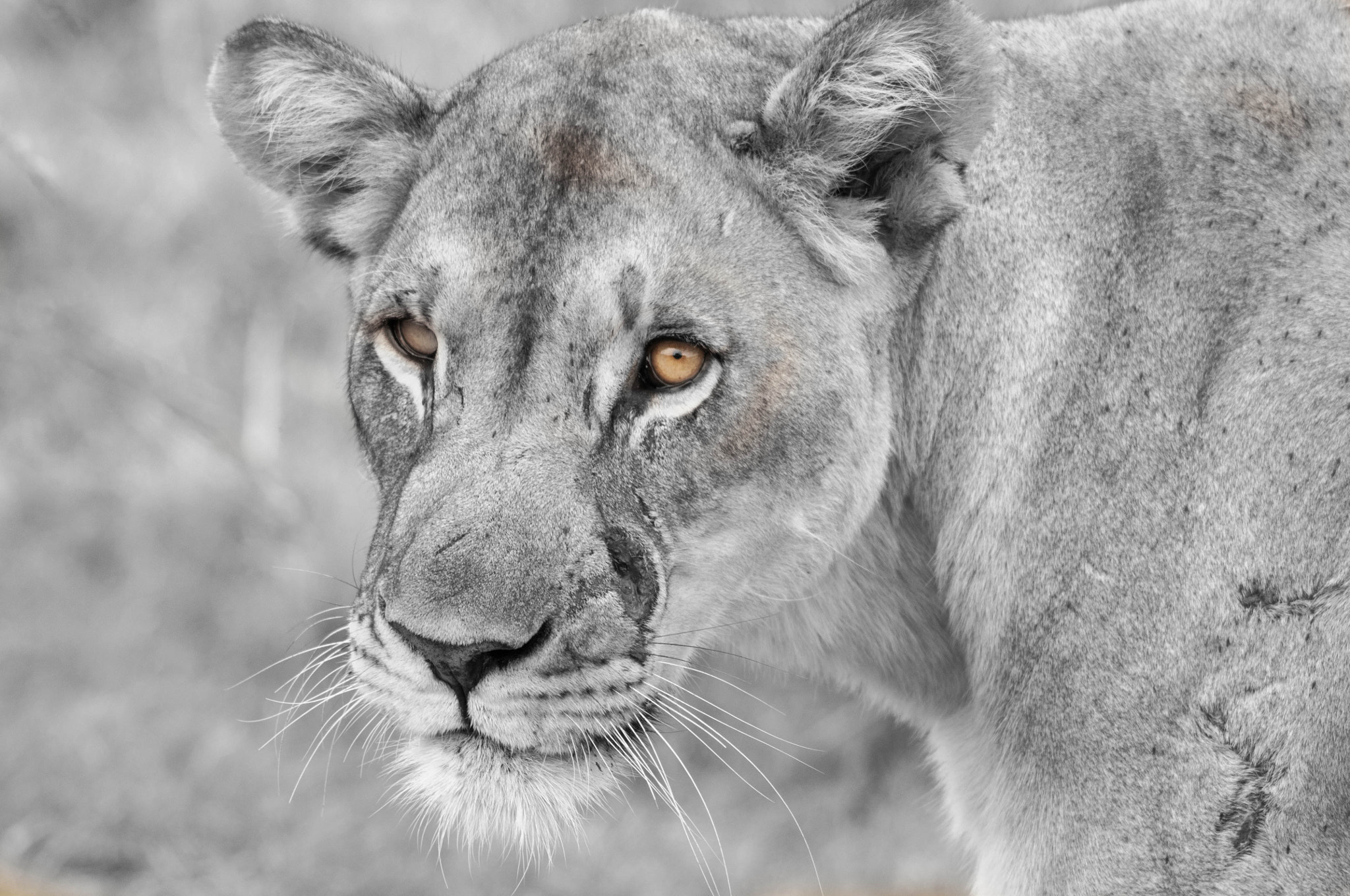 Nikon D300 sample photo. Eyes of the mistress photography