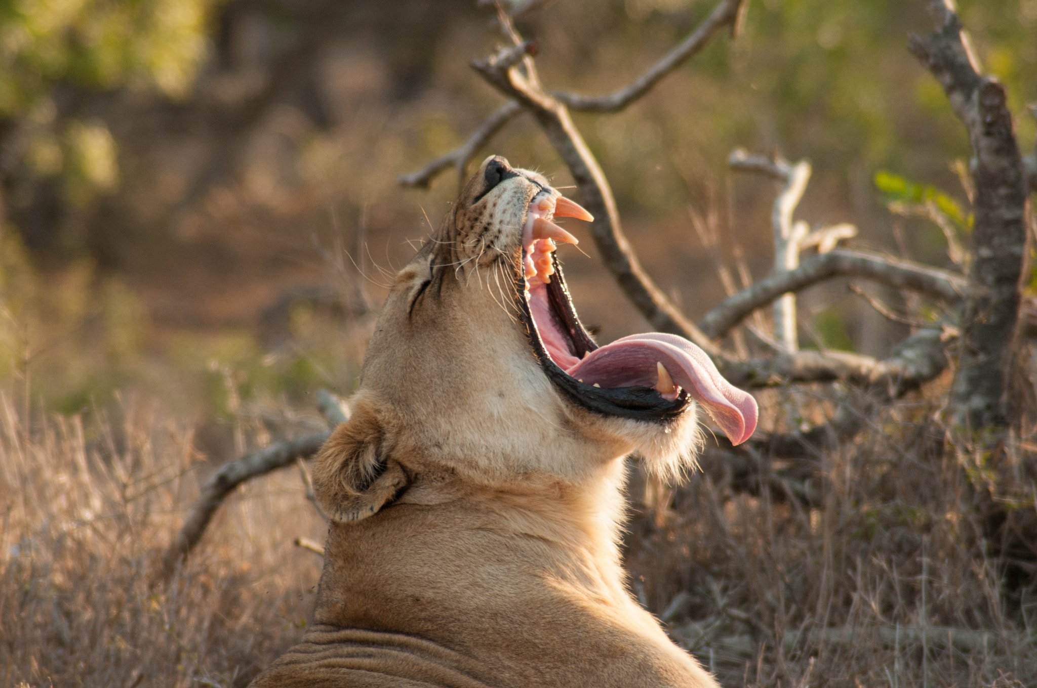 Nikon D300 sample photo. Tongue bathing photography