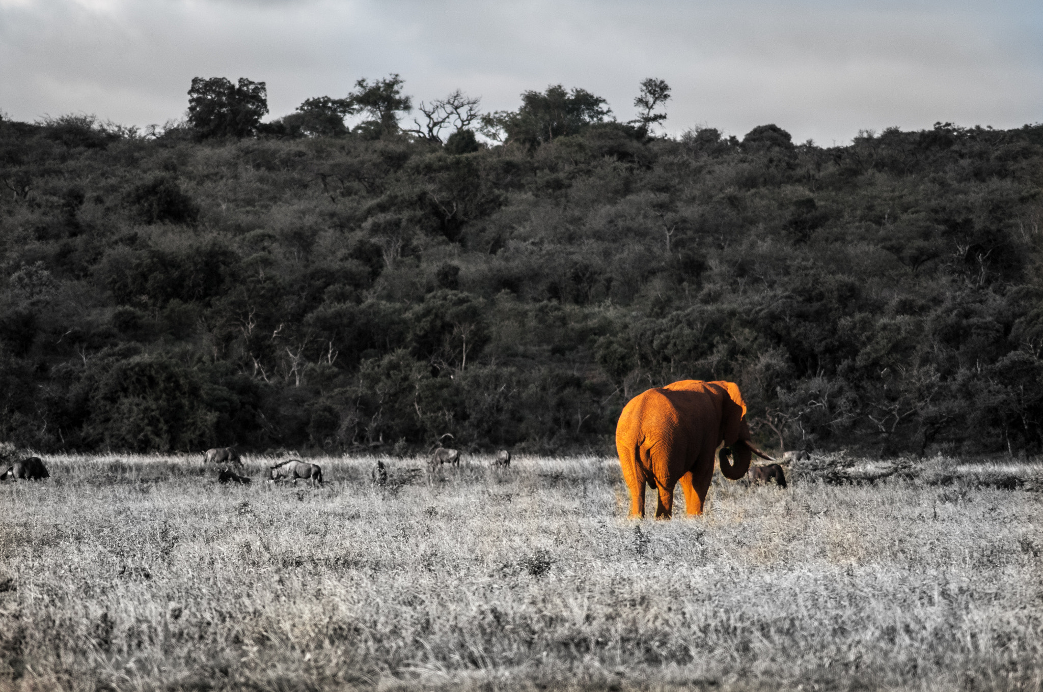 Nikon D300 sample photo. Sunset lighting in isolation photography