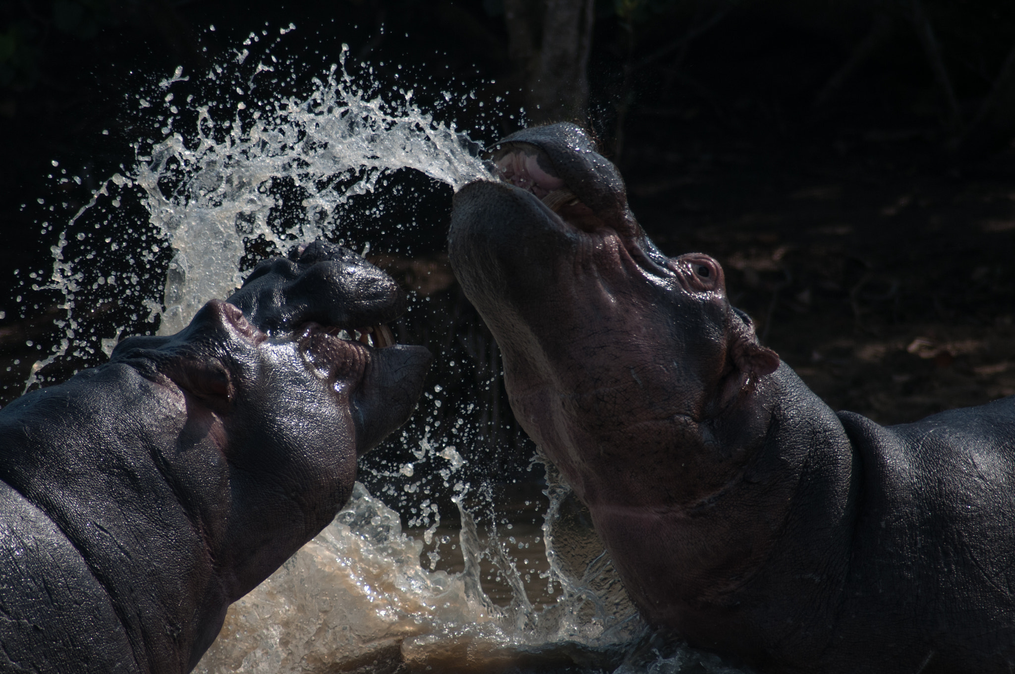 Nikon D300 sample photo. Water fight photography