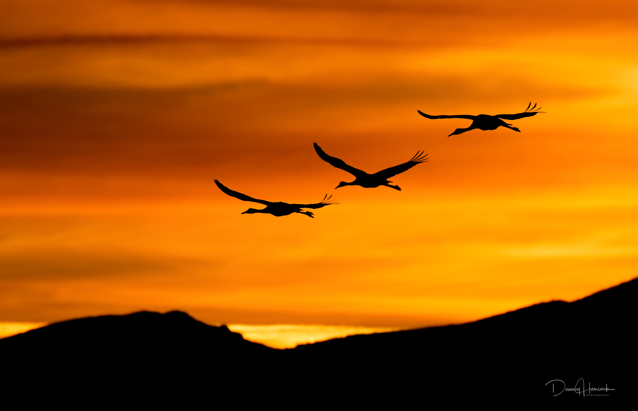 Canon EOS-1D X Mark II sample photo. Evening fly in photography