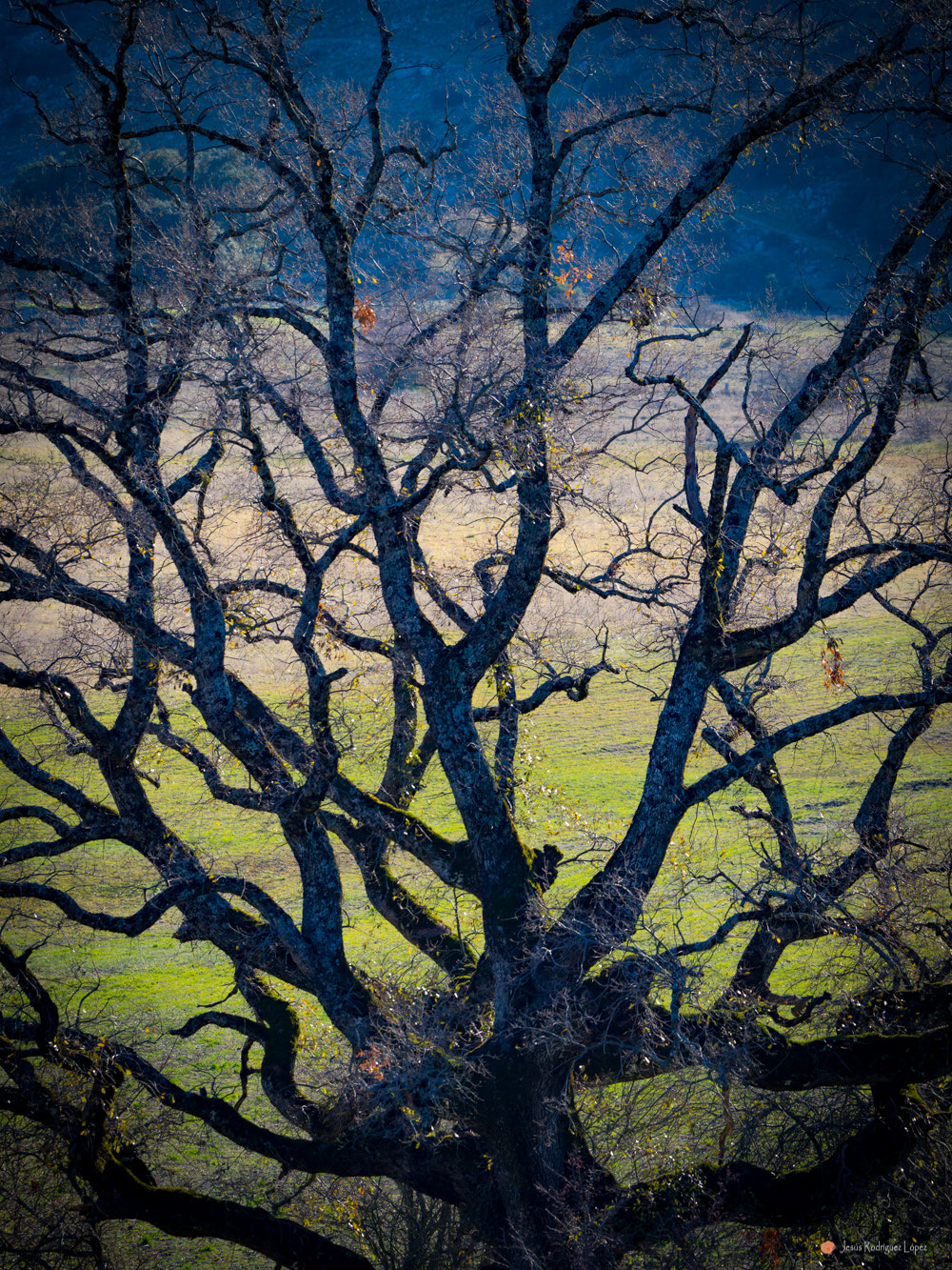 Olympus OM-D E-M1 Mark II sample photo. Ramificaciones photography