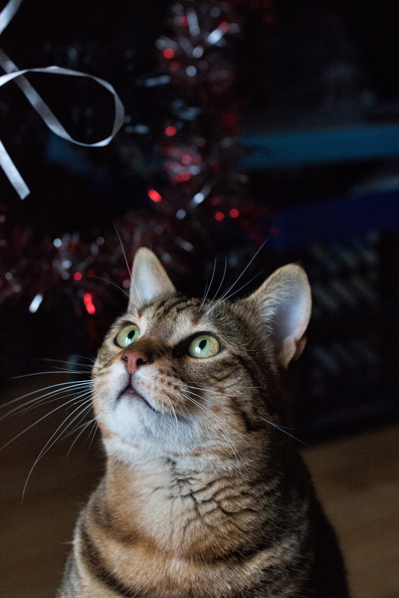Canon EOS 700D (EOS Rebel T5i / EOS Kiss X7i) + Canon EF 70-200mm F4L USM sample photo. Chritmas, cat, 1 photography