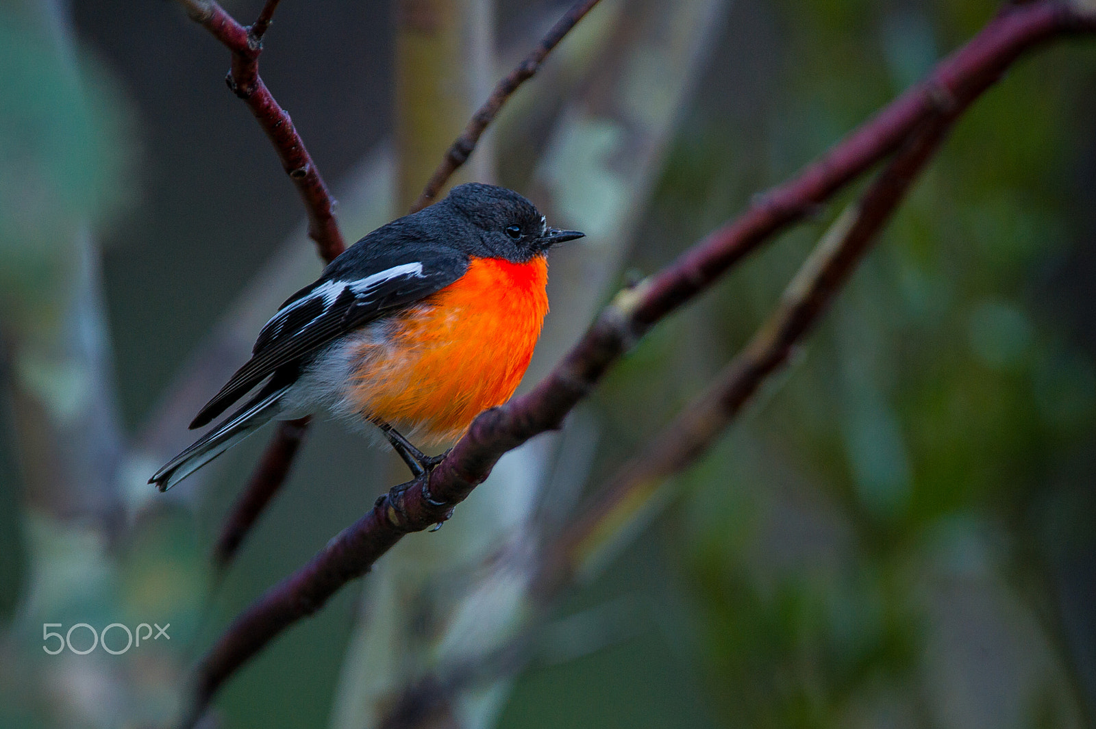 AF-S Nikkor 300mm f/2.8D IF-ED II sample photo. Flame robin photography
