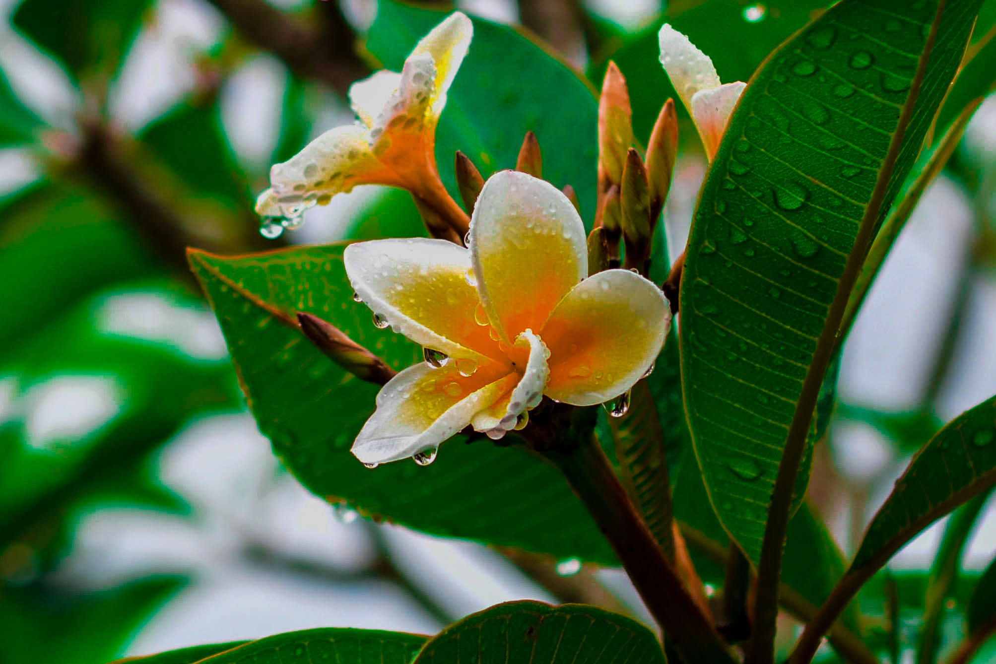 Nikon AF-S DX Micro Nikkor 40mm F2.8 sample photo. Flor na chuva photography