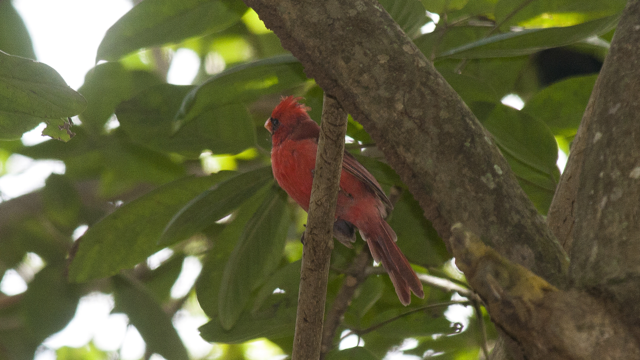 Canon EF-S 55-250mm F4-5.6 IS sample photo. Cardenal photography