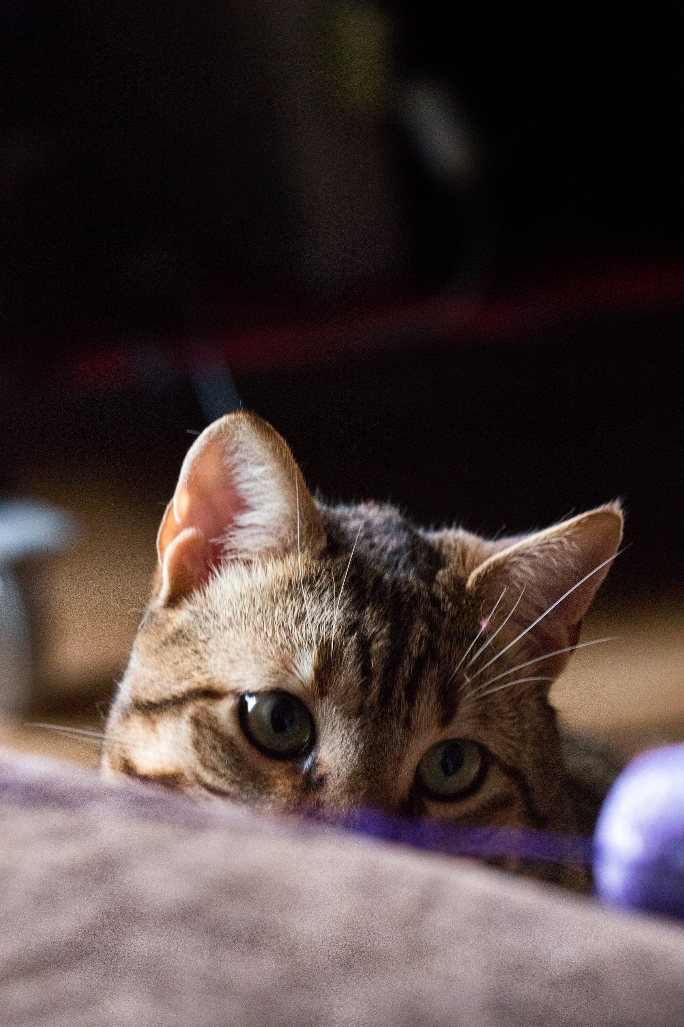 Canon EOS 700D (EOS Rebel T5i / EOS Kiss X7i) + Canon EF 70-200mm F4L USM sample photo. Chritmas, cat, 2 photography
