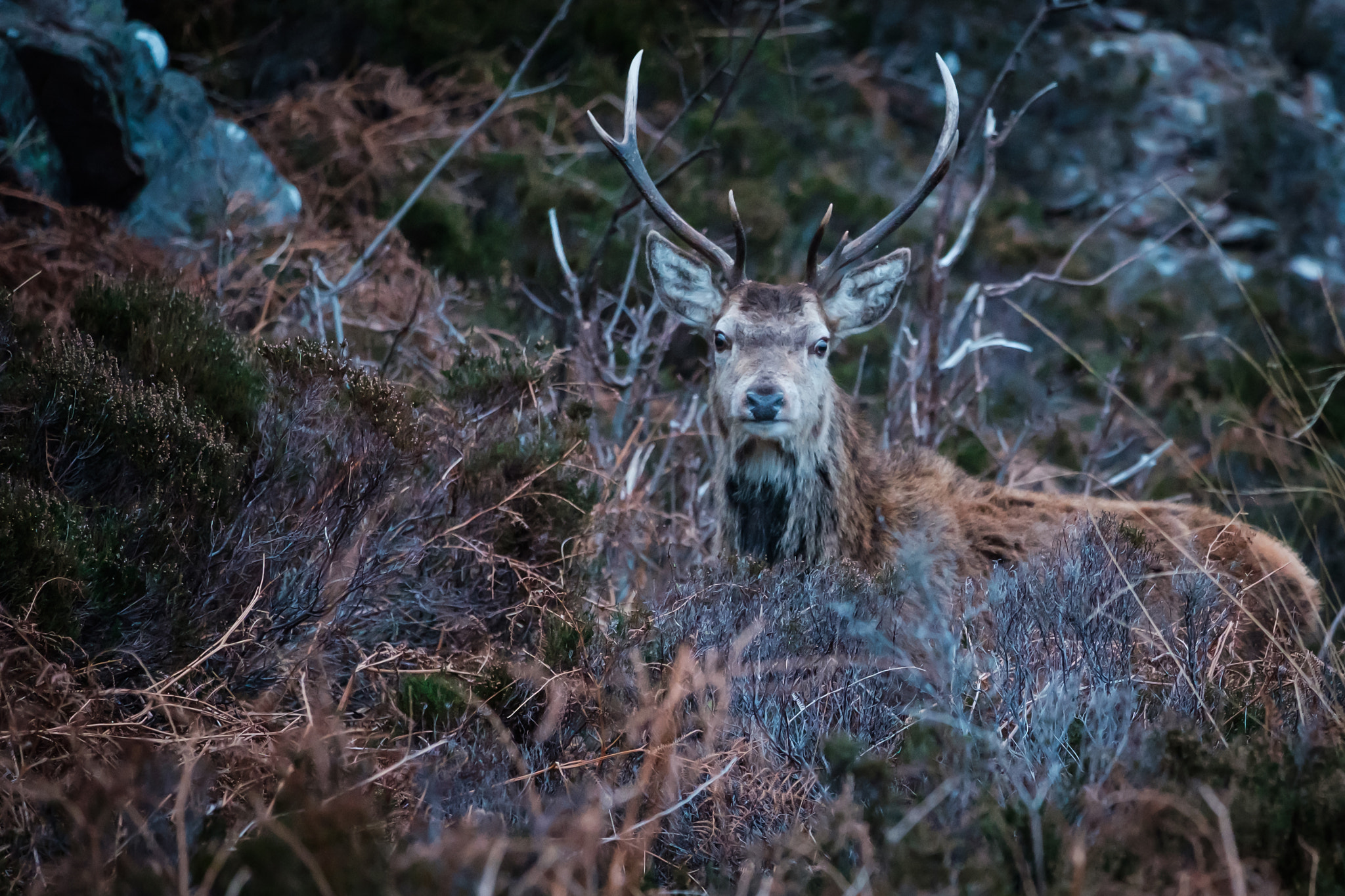 Fujifilm X-Pro2 + Fujifilm XF 50-140mm F2.8 R LM OIS WR sample photo. This deer caused me a fright, it was well hidden a ... photography