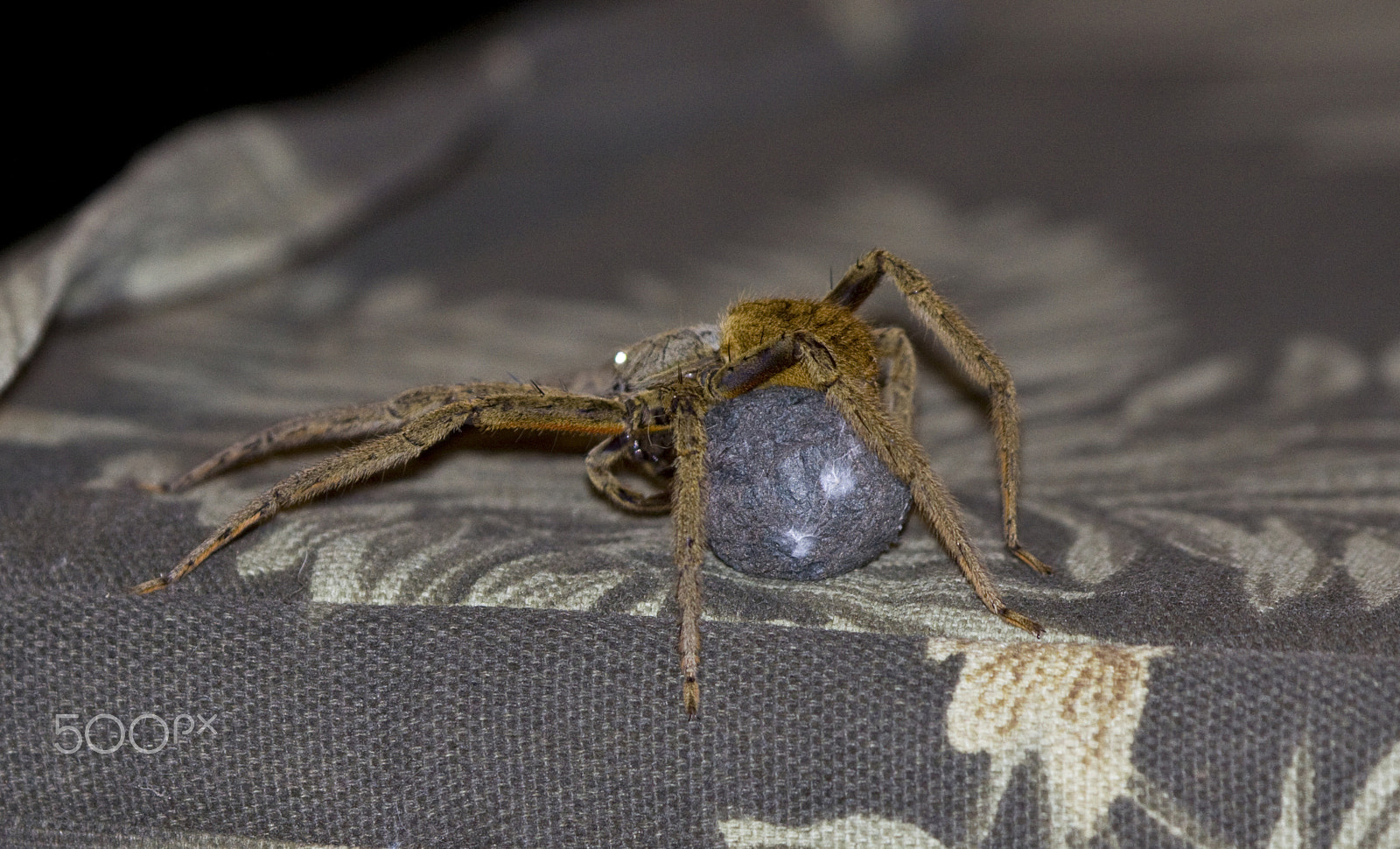 Canon EOS 50D sample photo. Mama and her egg photography