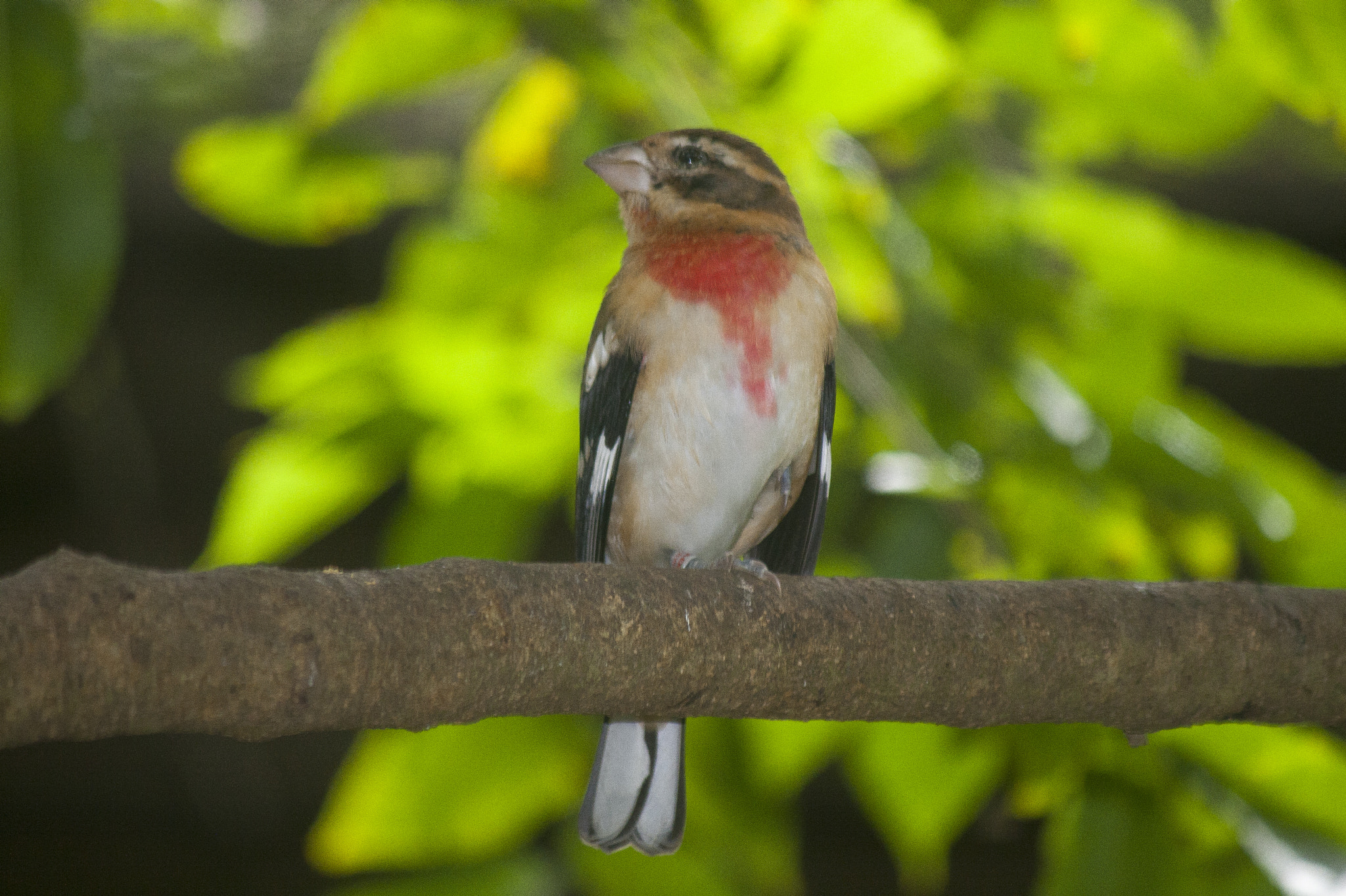Canon EF-S 55-250mm F4-5.6 IS sample photo. Cena sin babero photography