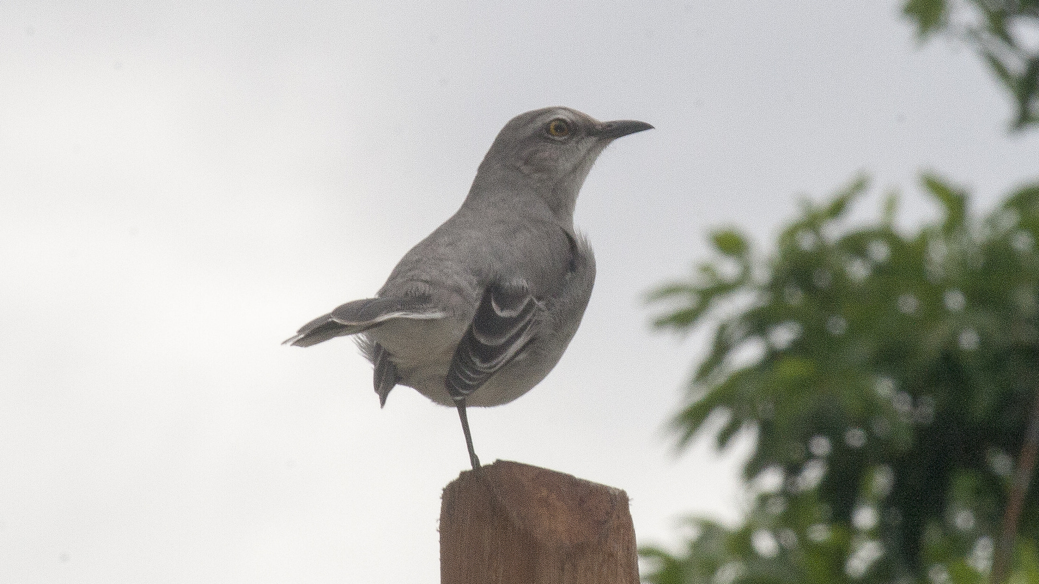 Canon EF-S 55-250mm F4-5.6 IS sample photo. Cenzontle photography
