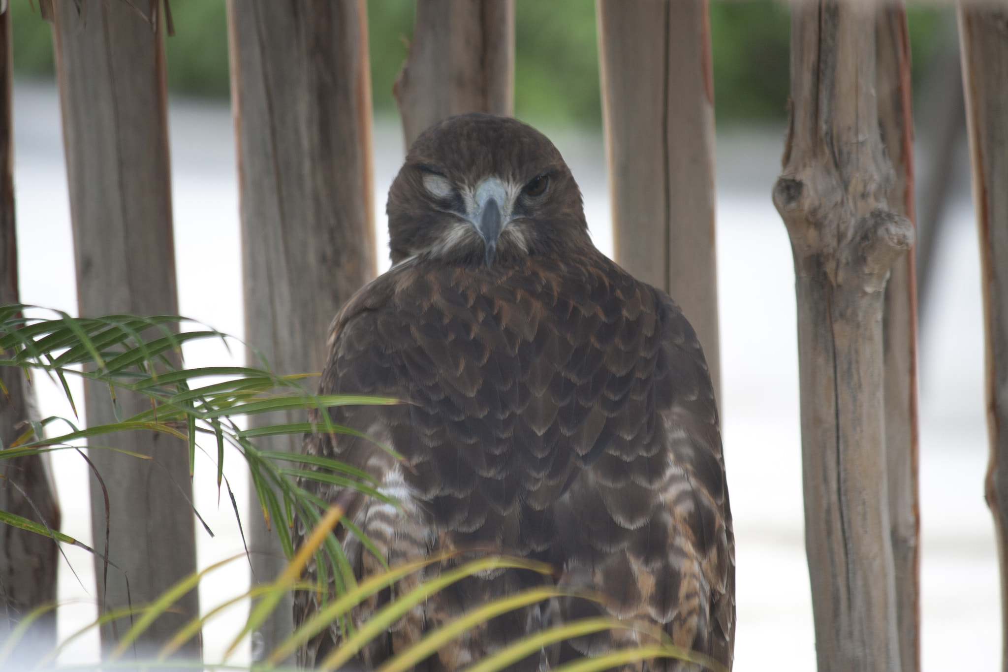 Canon EF-S 55-250mm F4-5.6 IS sample photo. Maltrato photography